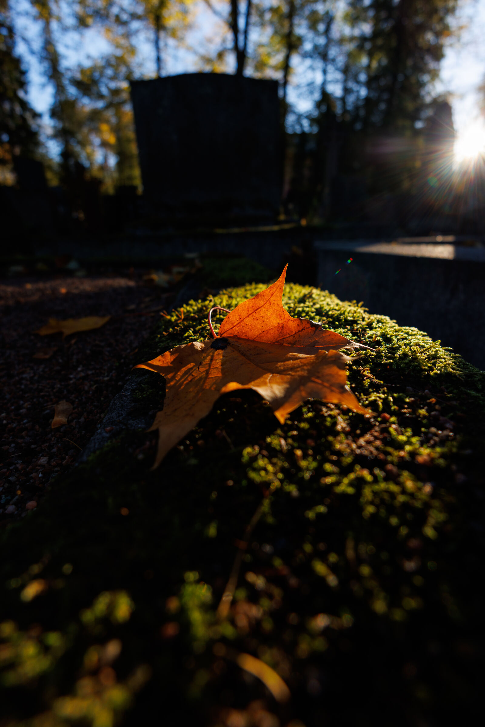 Canon RF 15-30mm F4.5-6.3 IS STM sample photo. Sumshine flare leaf photography