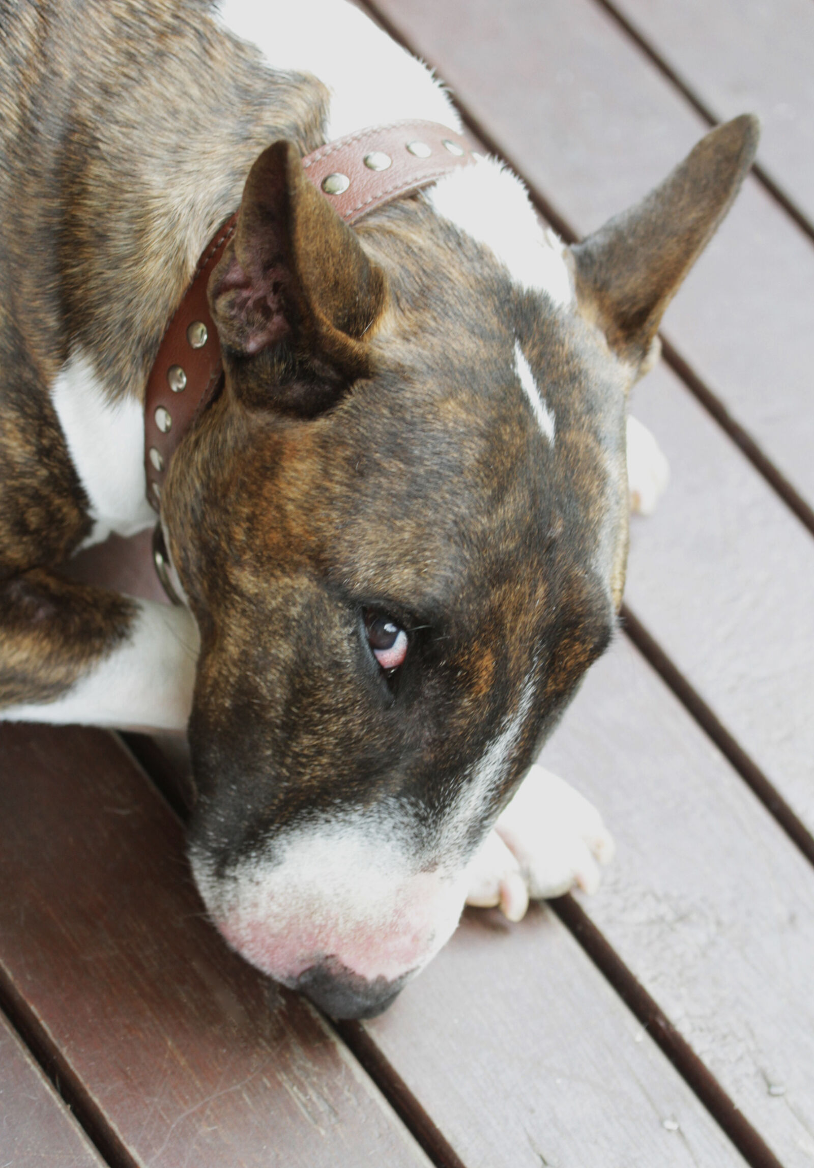 Canon EOS 7D + Canon EF 70-200mm F4L IS USM sample photo. Animal, black, brindle, bull photography