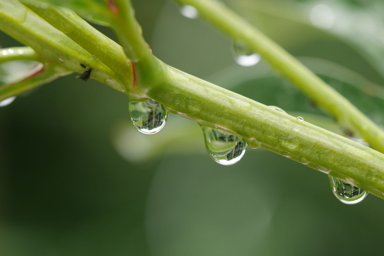 Panasonic Lumix DMC-GX7 sample photo. Green, water, drop photography