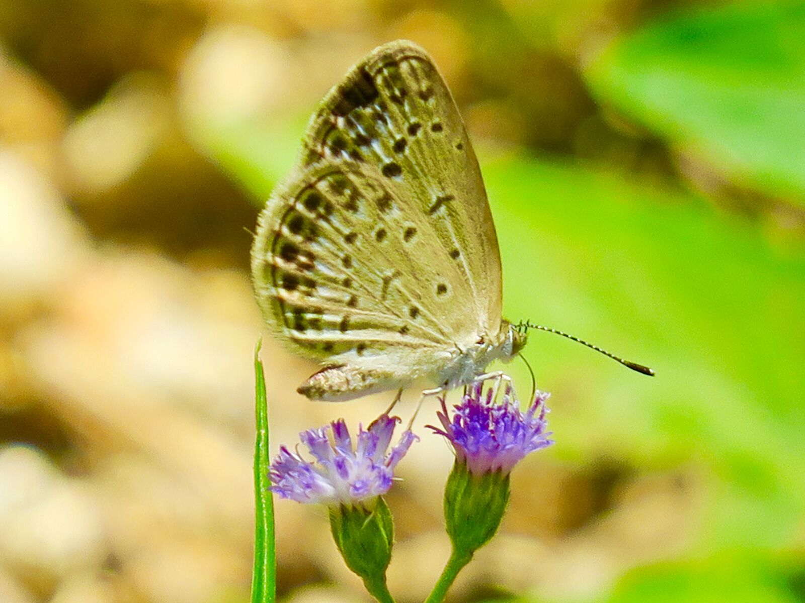 Canon PowerShot G3 X sample photo. Butterfly, natural, summer photography