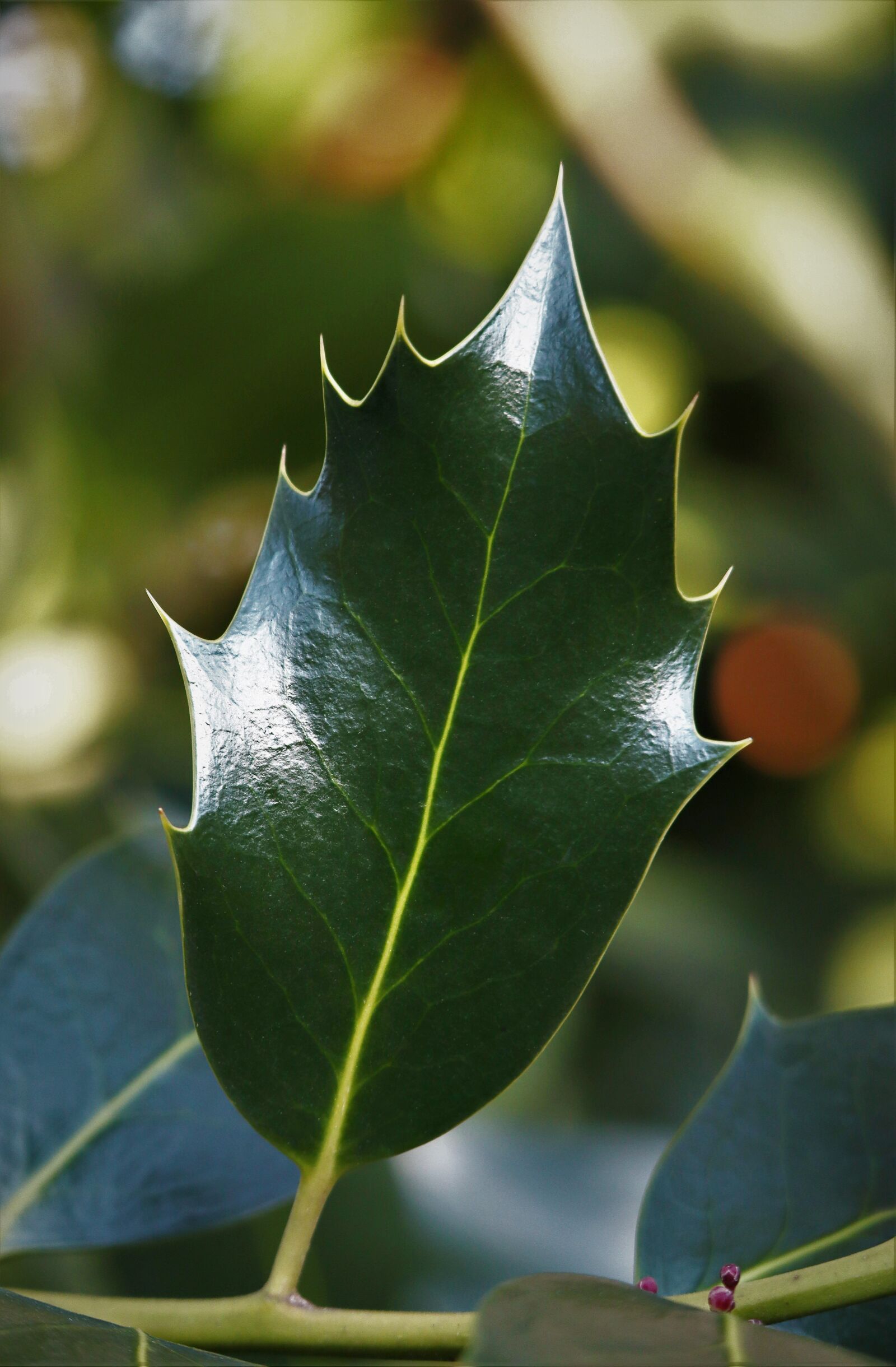 Canon EOS M50 (EOS Kiss M) + Canon EF-M 55-200mm F4.5-6.3 IS STM sample photo. Plant, holly, leaf photography