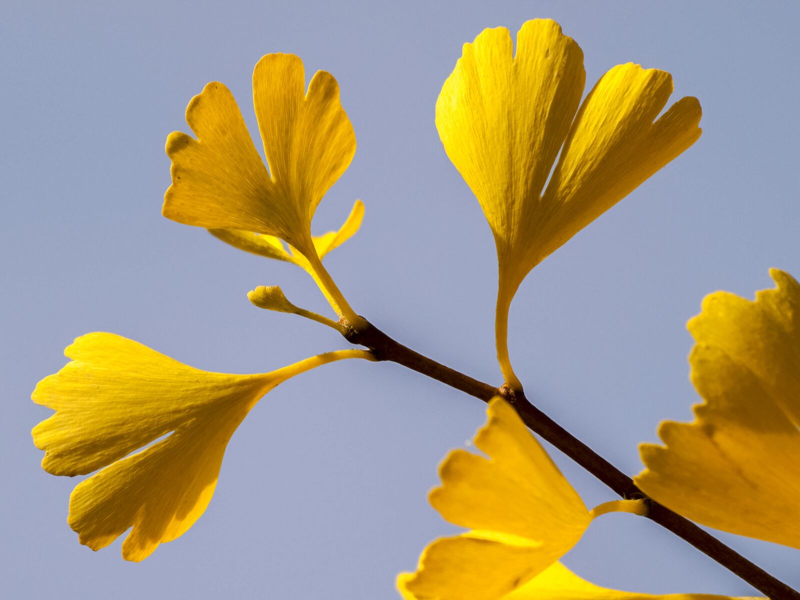 Olympus E-3 sample photo. Leaf, gingko, tree photography