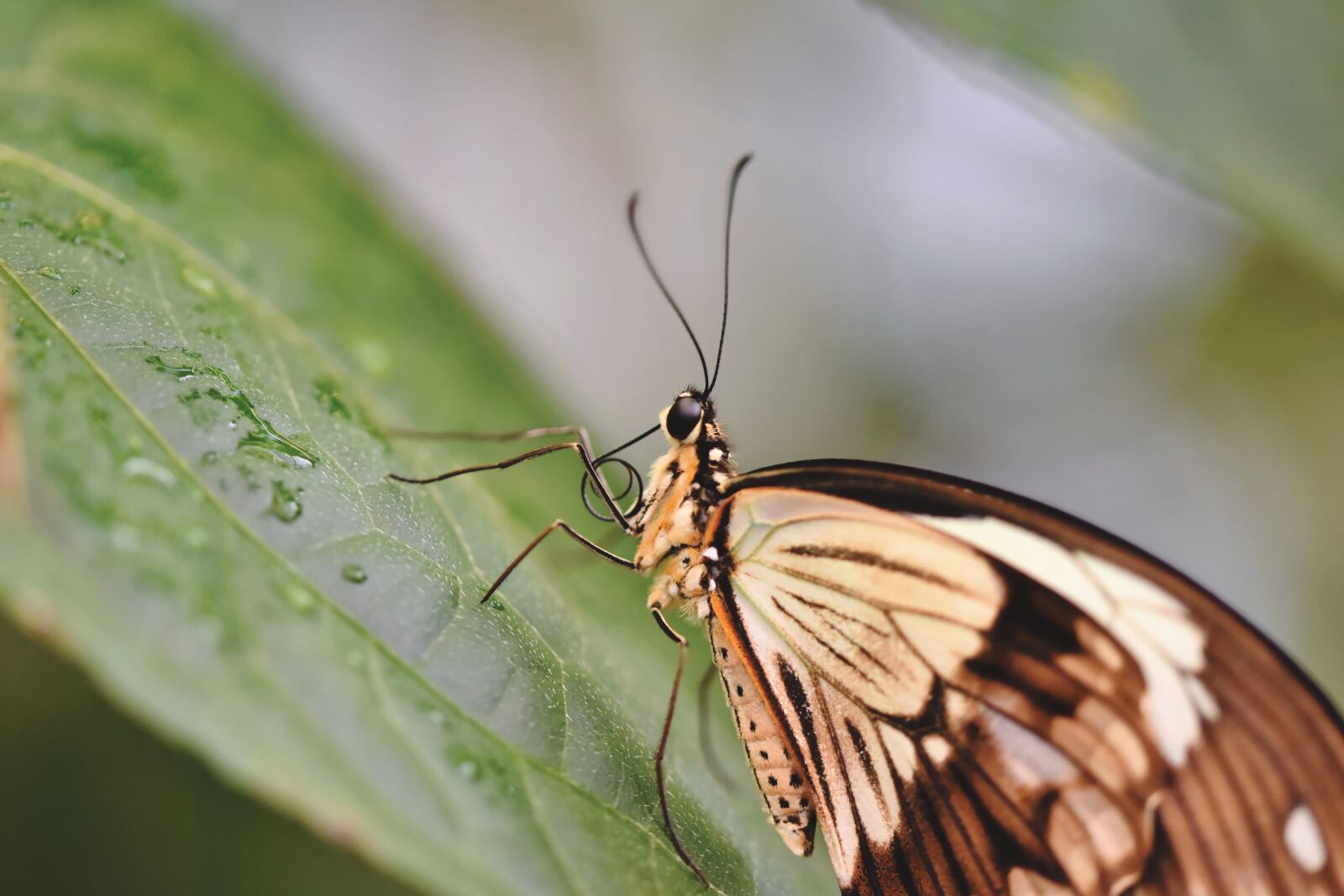 Nikon D7200 sample photo. Butterfly, tropical butterfly, exotic photography