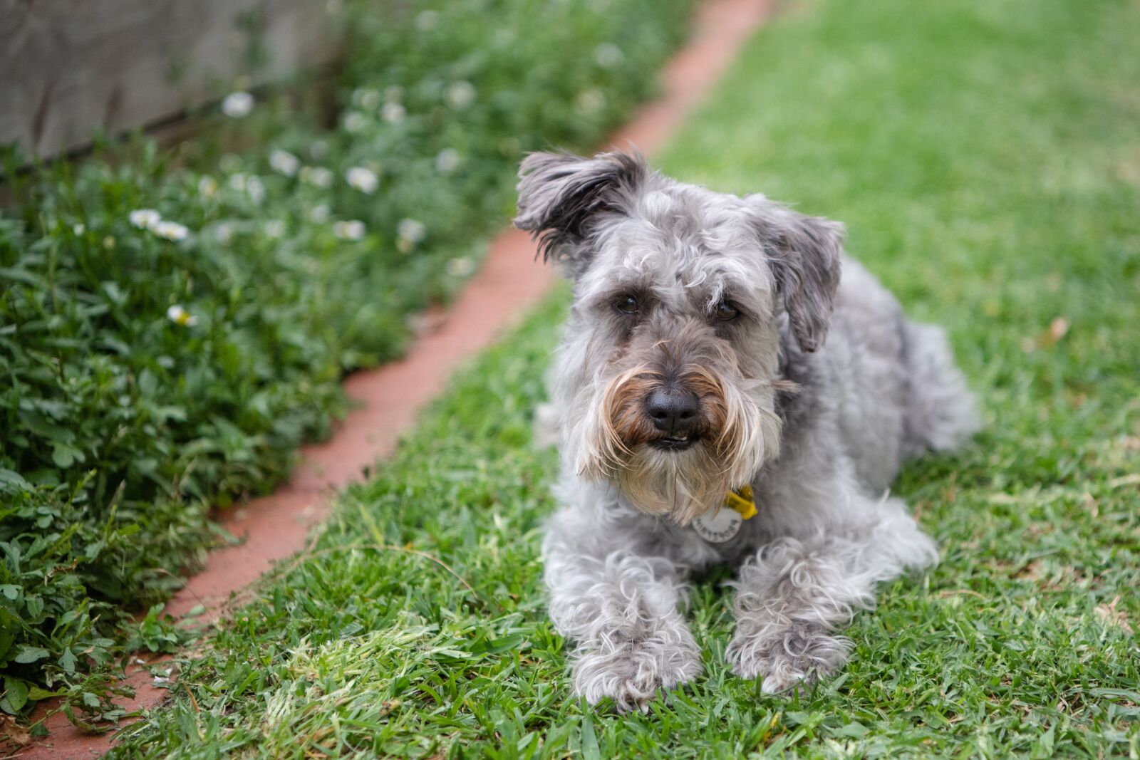 Nikon D750 sample photo. Dog, pet, schnoodle photography