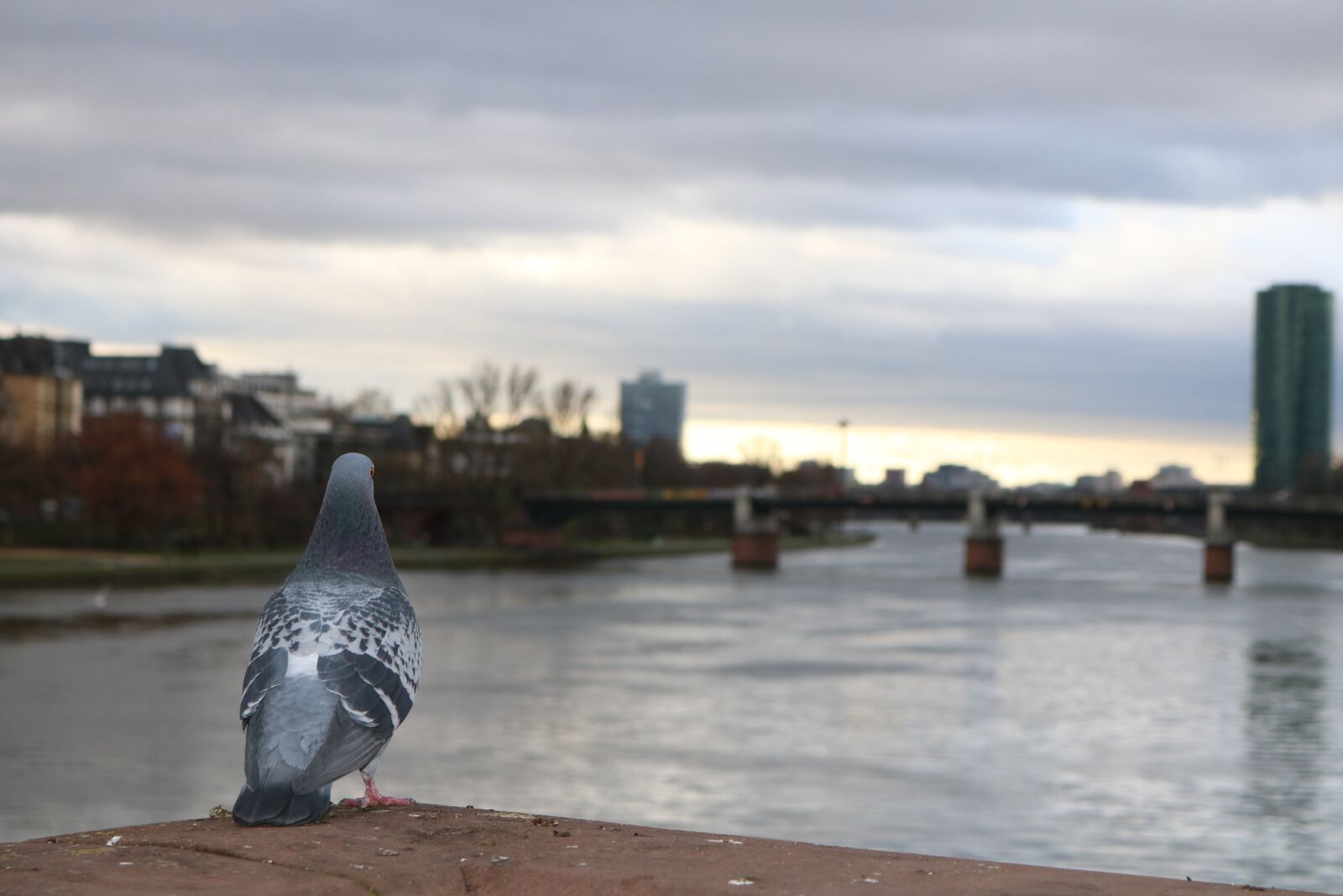Canon EOS 750D (EOS Rebel T6i / EOS Kiss X8i) sample photo. Pigeon, frankfurt, the rhine photography