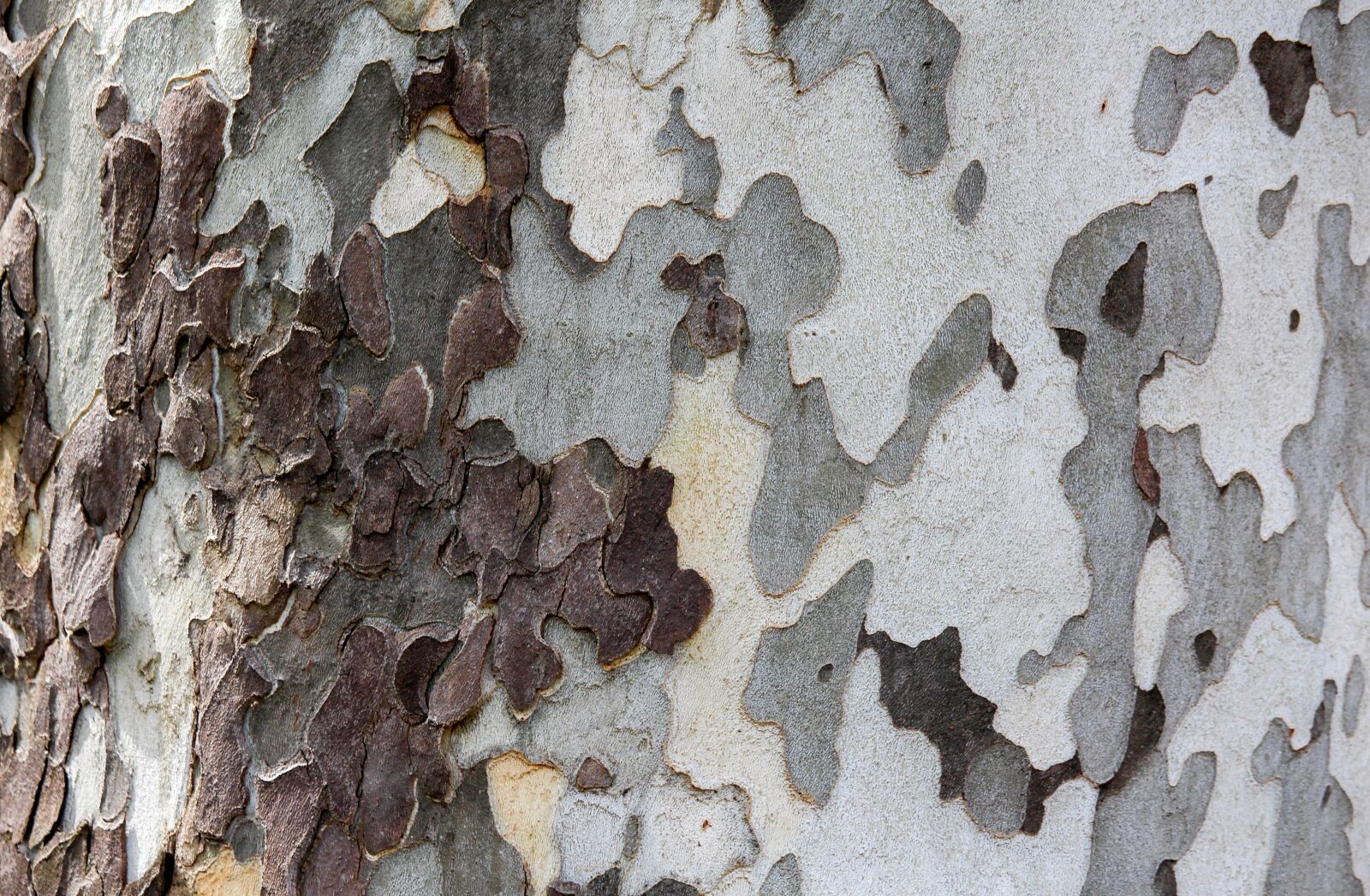 Canon EOS 700D (EOS Rebel T5i / EOS Kiss X7i) sample photo. Tree, rough, pattern photography