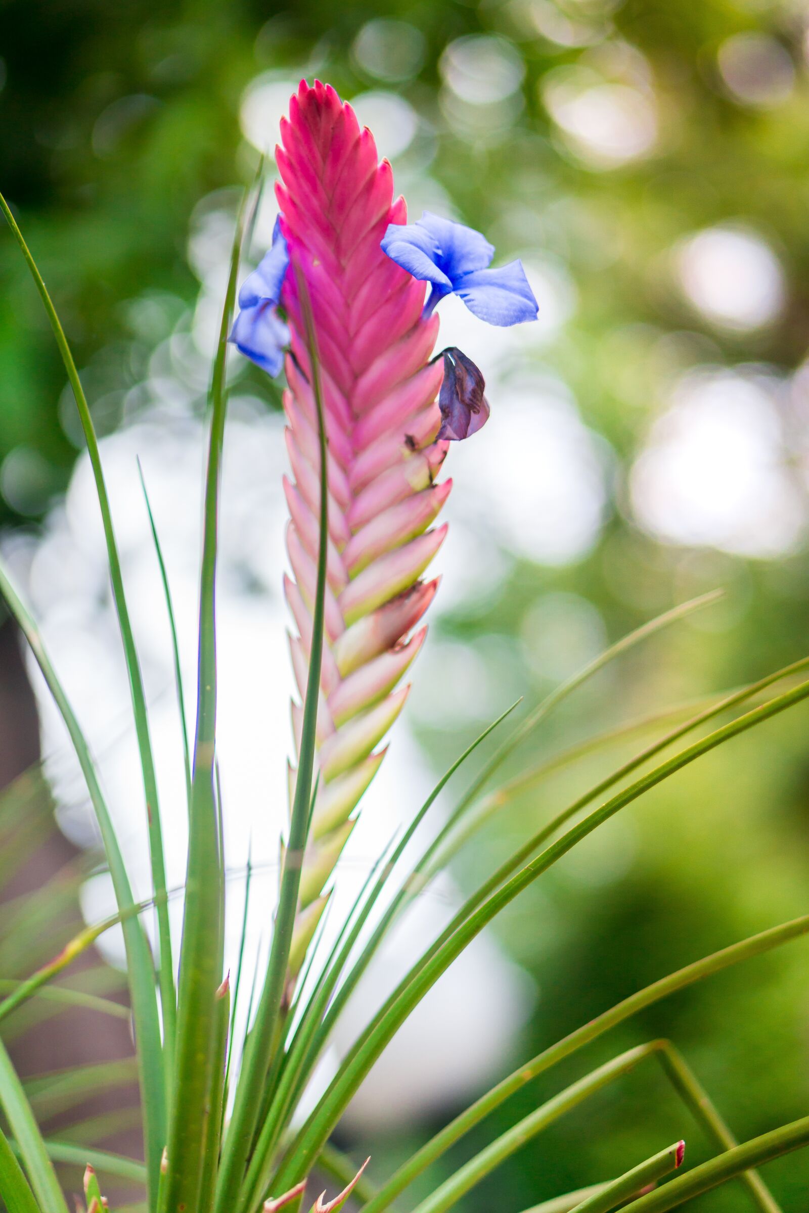 E 50mm F1.8 OSS sample photo. Flore, flower, nature photography