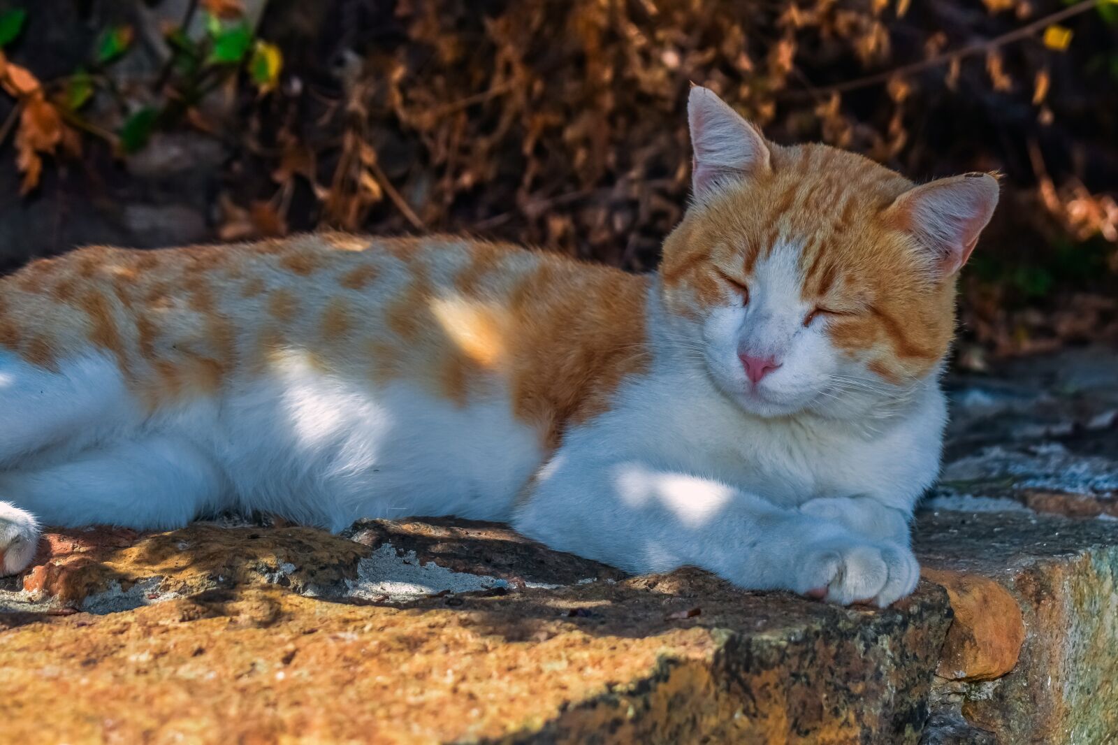 Nikon D3300 sample photo. Cat, stray, homeless photography