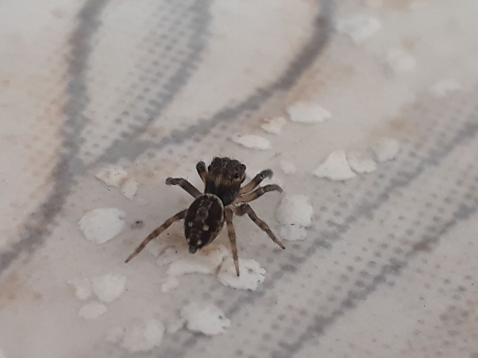 Samsung Galaxy J5 Prime sample photo. Spider, insect, arachnid photography
