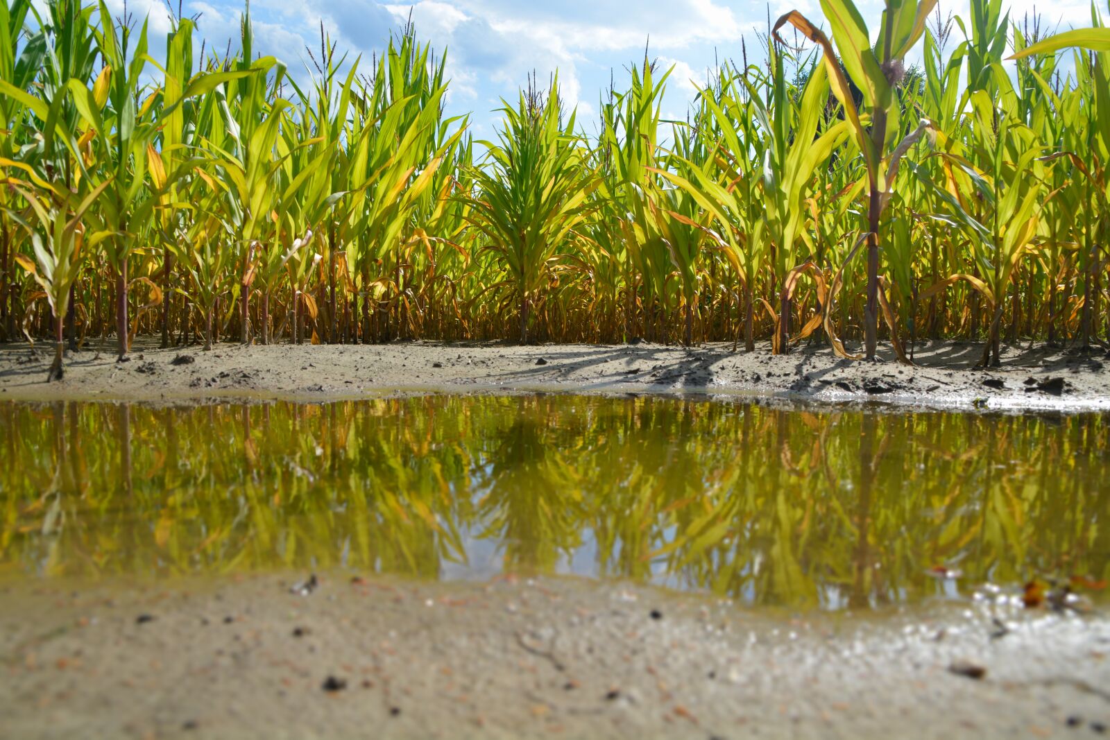 Nikon D5200 sample photo. Cornfield, puddle, corn photography