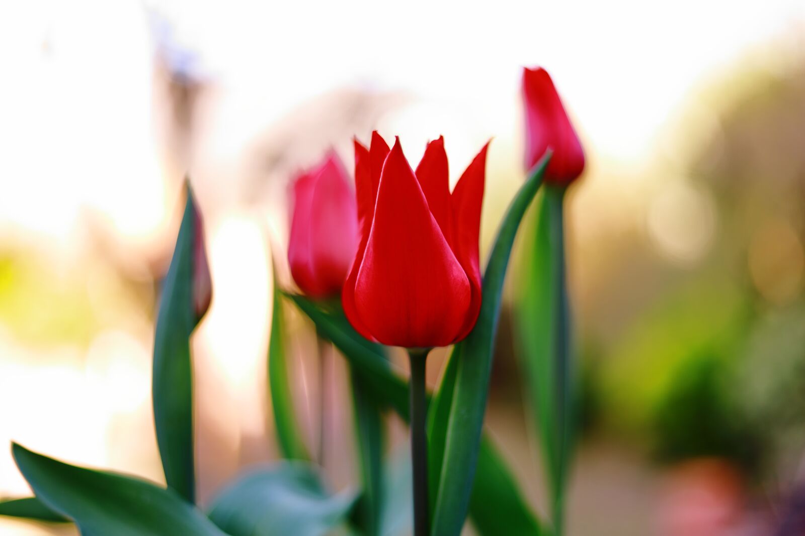 Canon EOS RP + Canon EF 50mm F1.8 STM sample photo. Tulip, red, spring photography