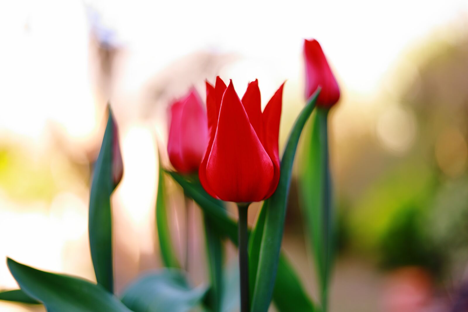 Canon EOS RP sample photo. Tulip, red, spring photography