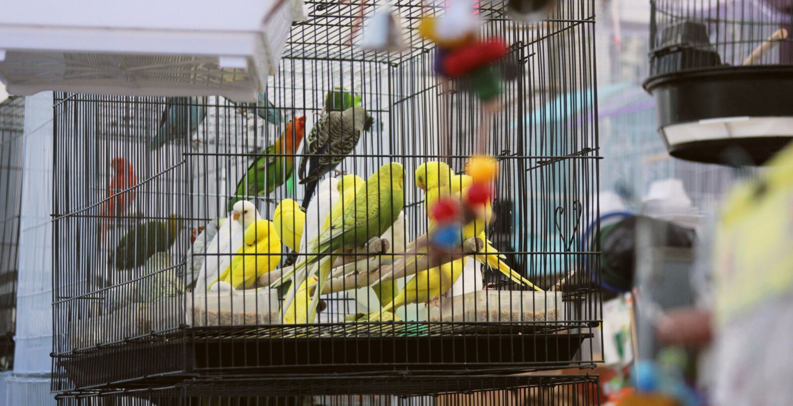 Canon EOS 550D (EOS Rebel T2i / EOS Kiss X4) sample photo. Birds, cages photography