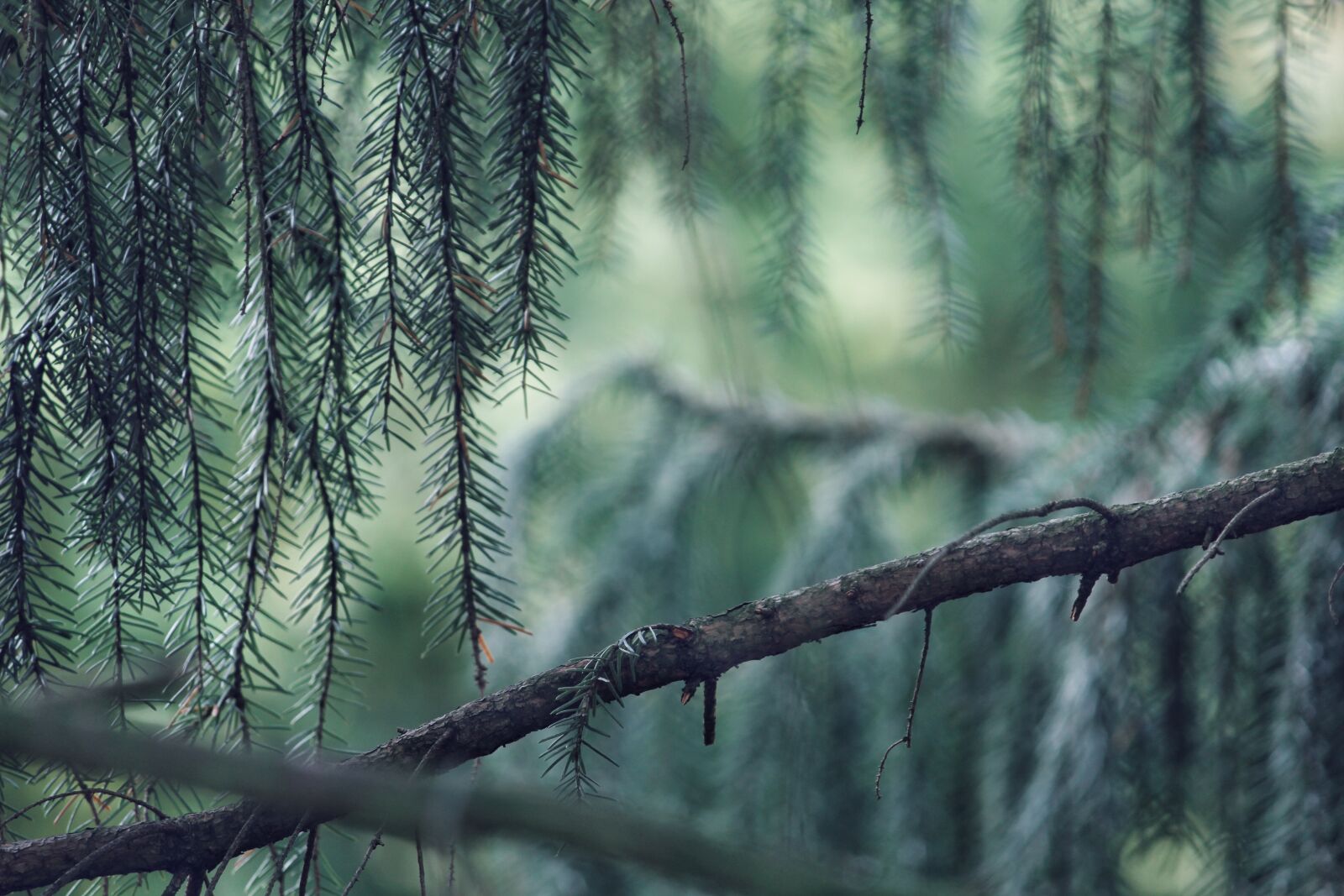 Canon EOS 1200D (EOS Rebel T5 / EOS Kiss X70 / EOS Hi) sample photo. Conifer, needles, green photography