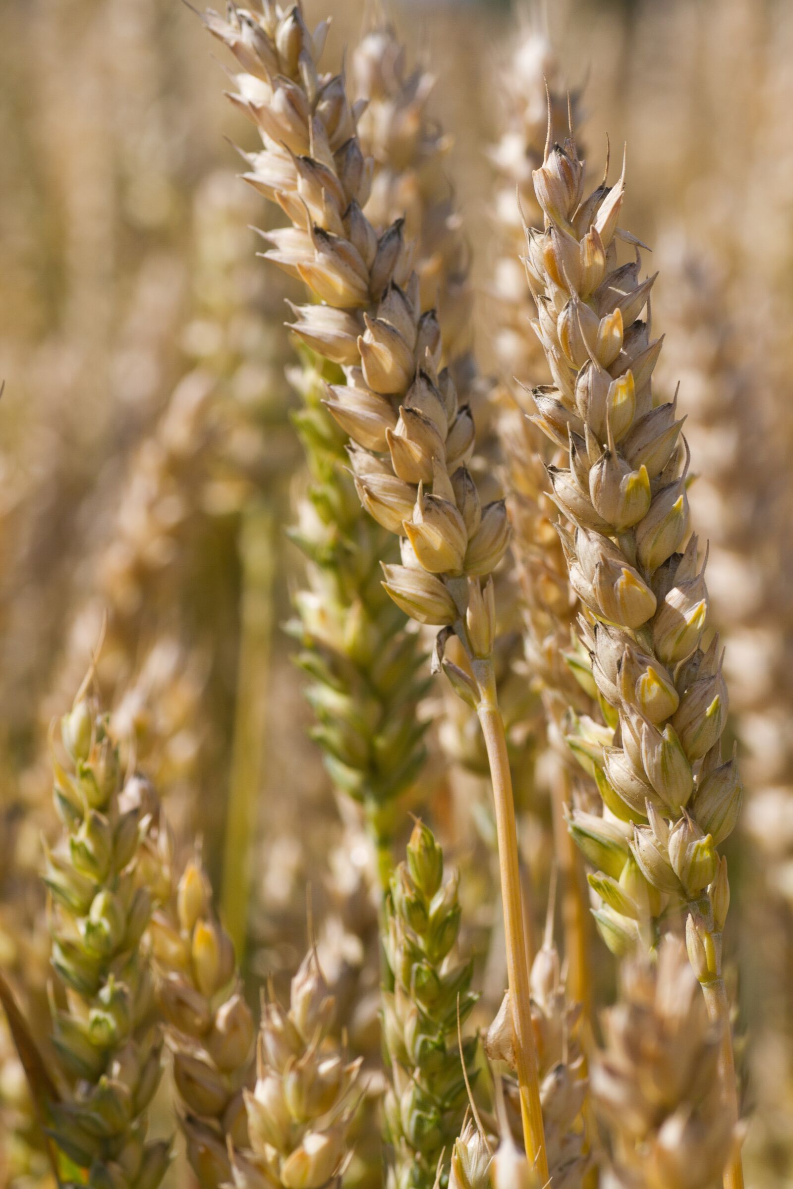 Tamron SP 90mm F2.8 Di VC USD 1:1 Macro sample photo. Wheat, crop, agriculture photography