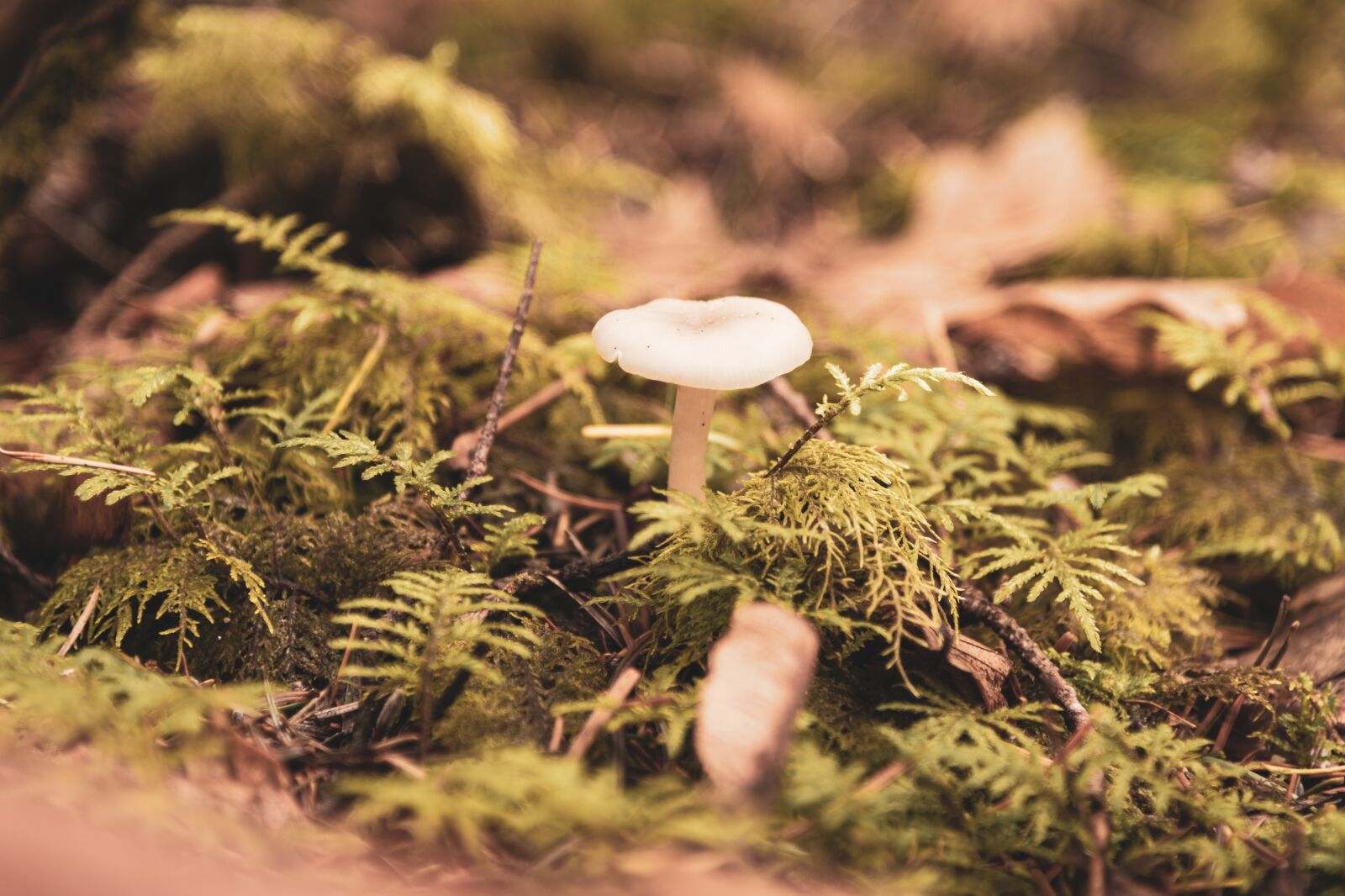 Nikon D750 sample photo. Mushroom, forest, fall photography