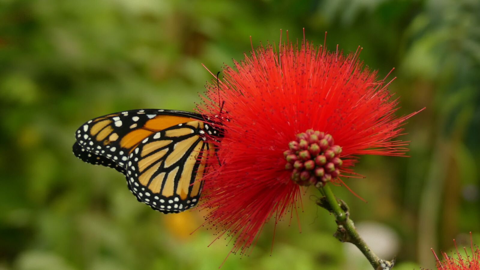 Panasonic Lumix DMC-FZ300 sample photo. Butterfly, red, orange photography