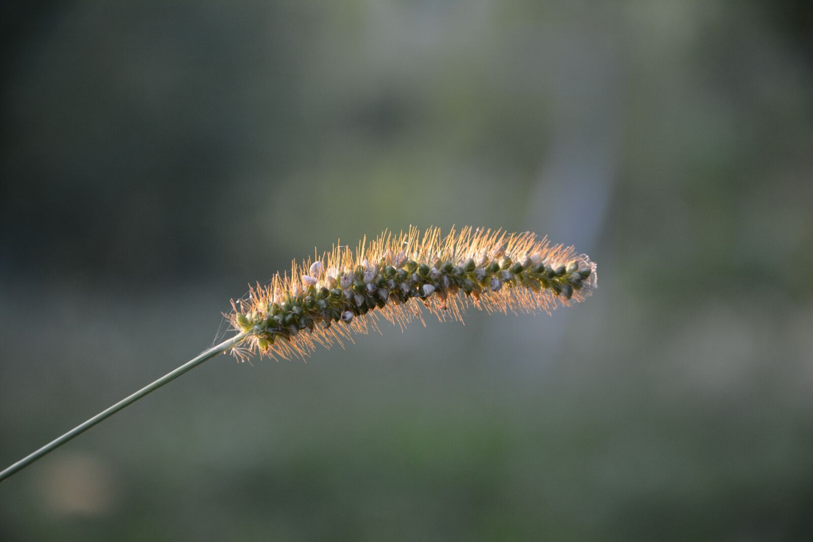 Nikon D7100 sample photo. Close-up, macro, greens photography
