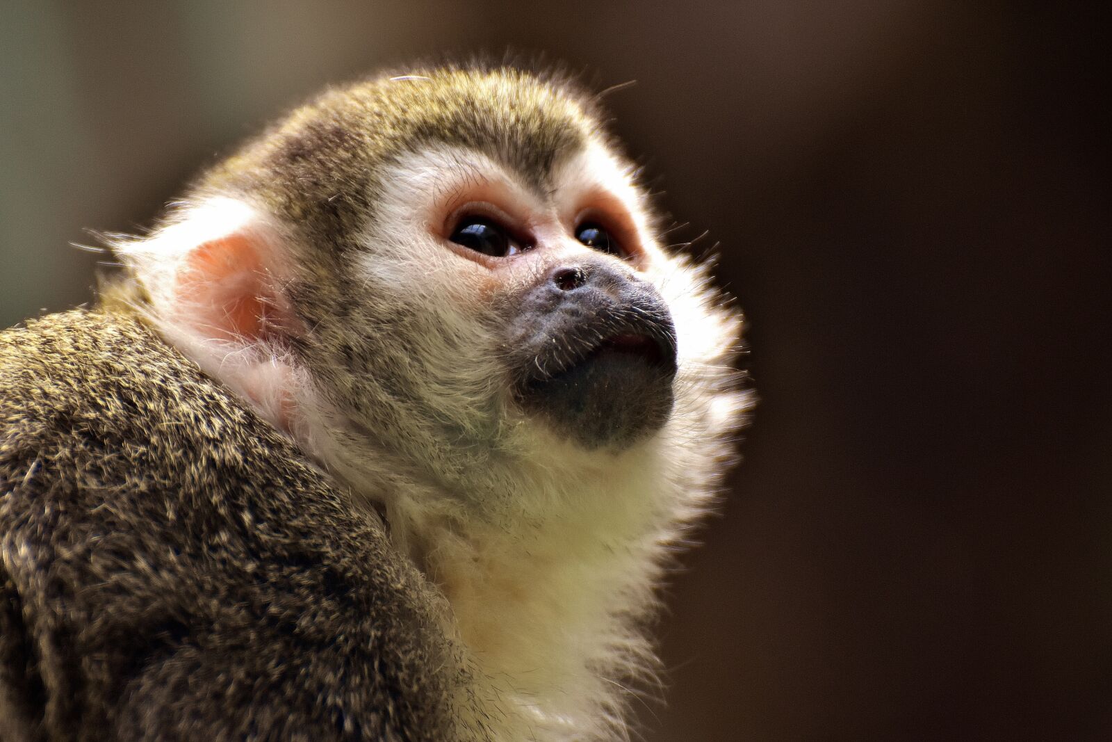 Nikon D7200 sample photo. Monkey, äffchen, cute photography