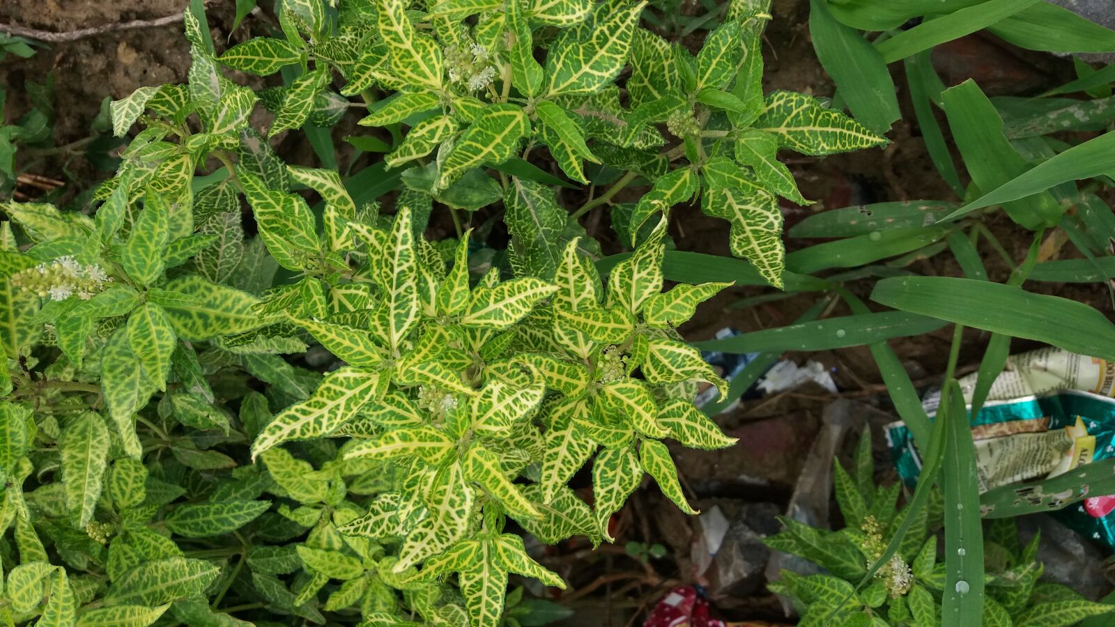 Samsung Galaxy J5 sample photo. Plants, wild, wild, plants photography