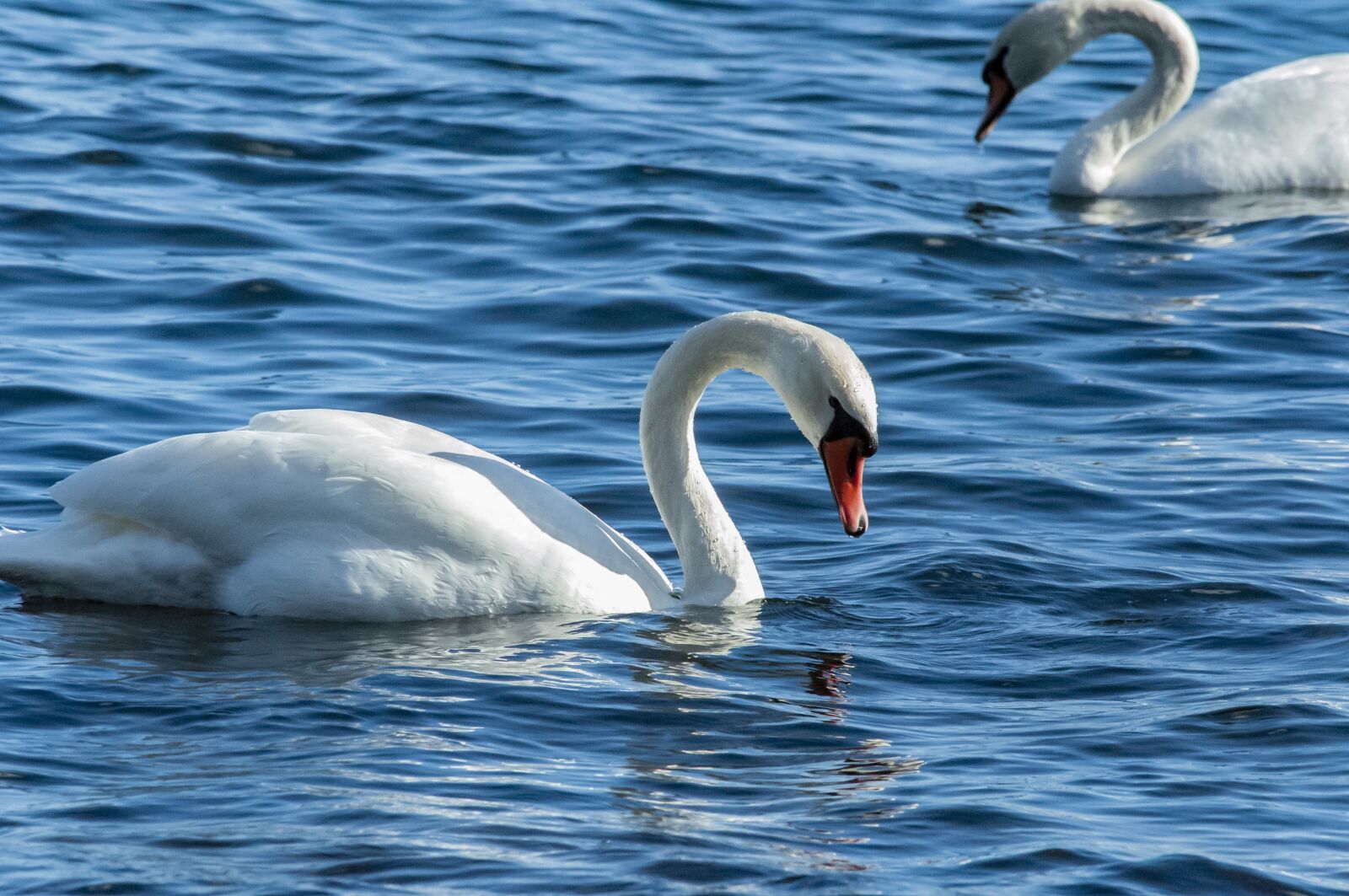 Nikon D5000 sample photo. Swans, swan, bird photography