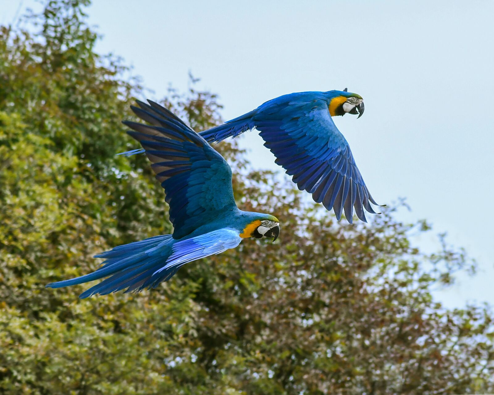 Nikon D500 + Tokina AT-X Pro 100mm F2.8 Macro sample photo. Parrot, fly, blue macaw photography