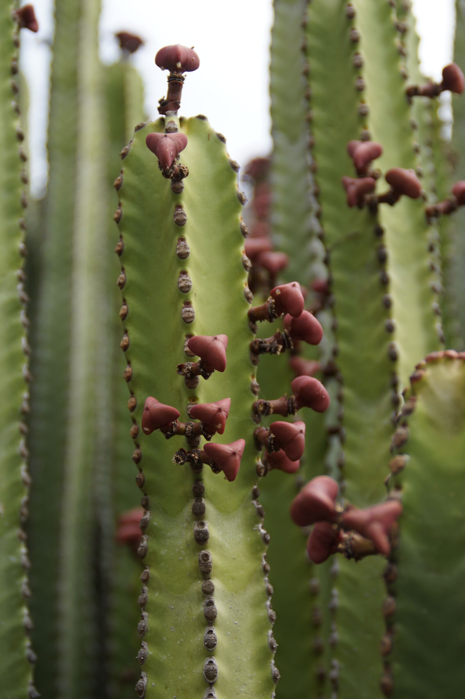 Sony SLT-A58 sample photo. Succulent, close up, plant photography