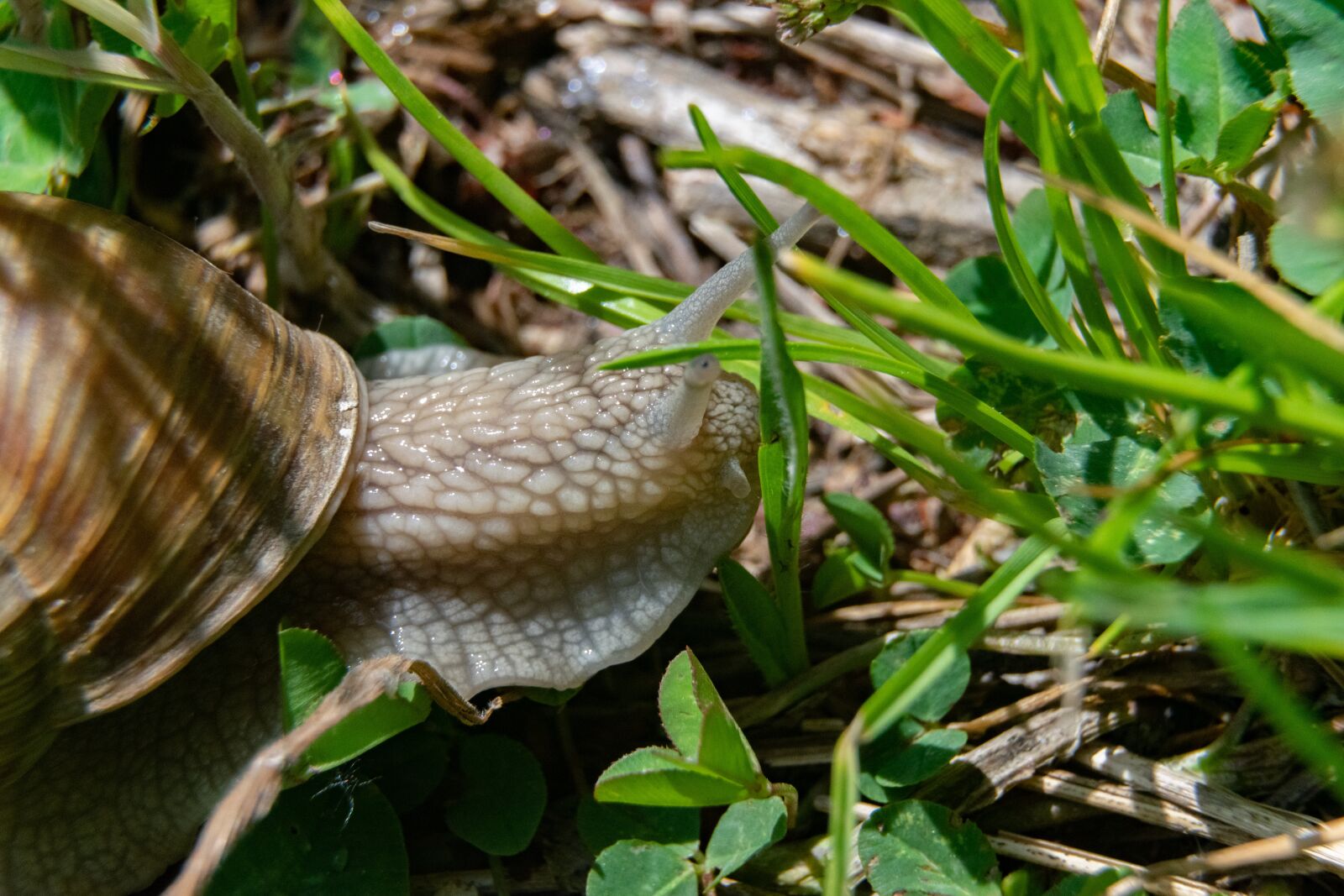 Nikon D3300 sample photo. Snail, nature, slowly photography