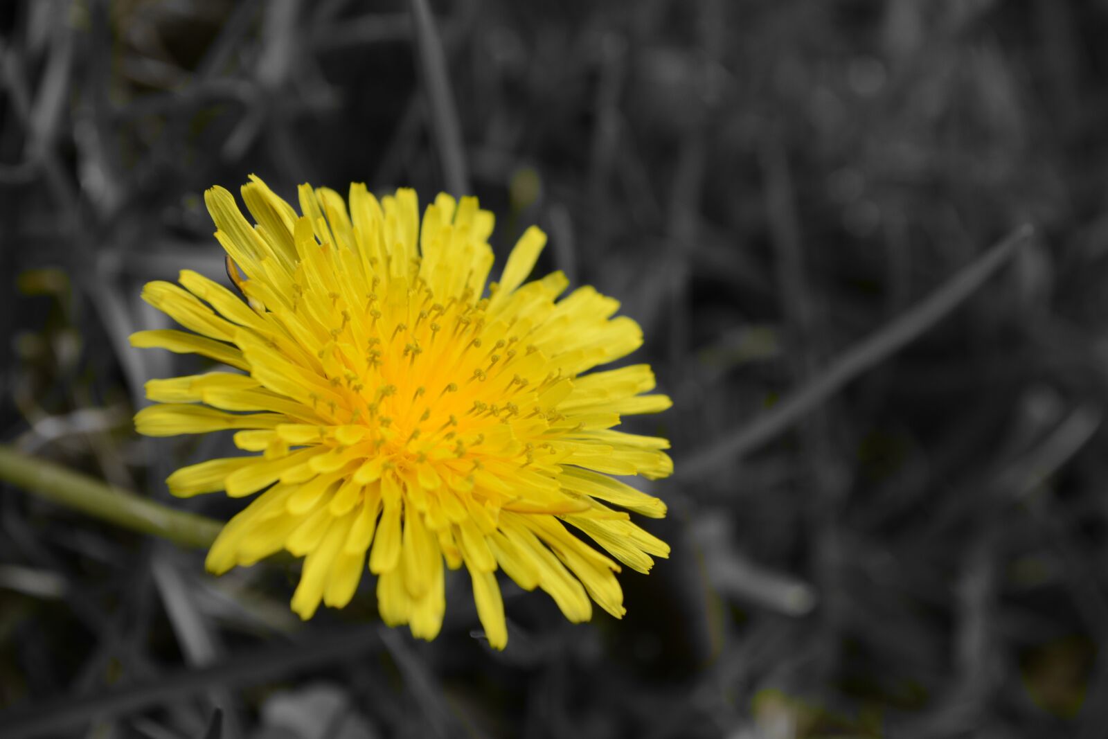 Nikon D5200 sample photo. Flower, nature, yellow photography