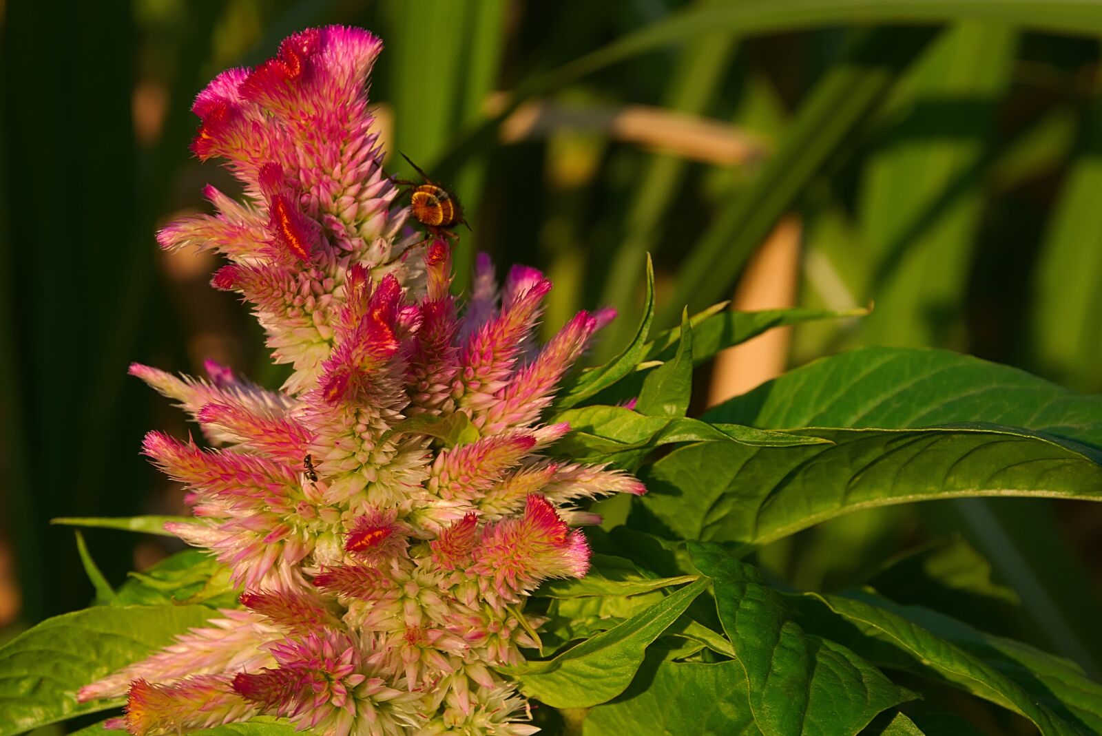 Nikon D3300 sample photo. Flower, red, hahnenkamm photography