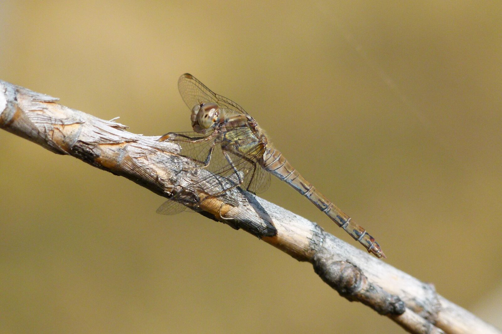 Leica V-Lux 2 sample photo. Grey dragonfly, dragonfly, american photography