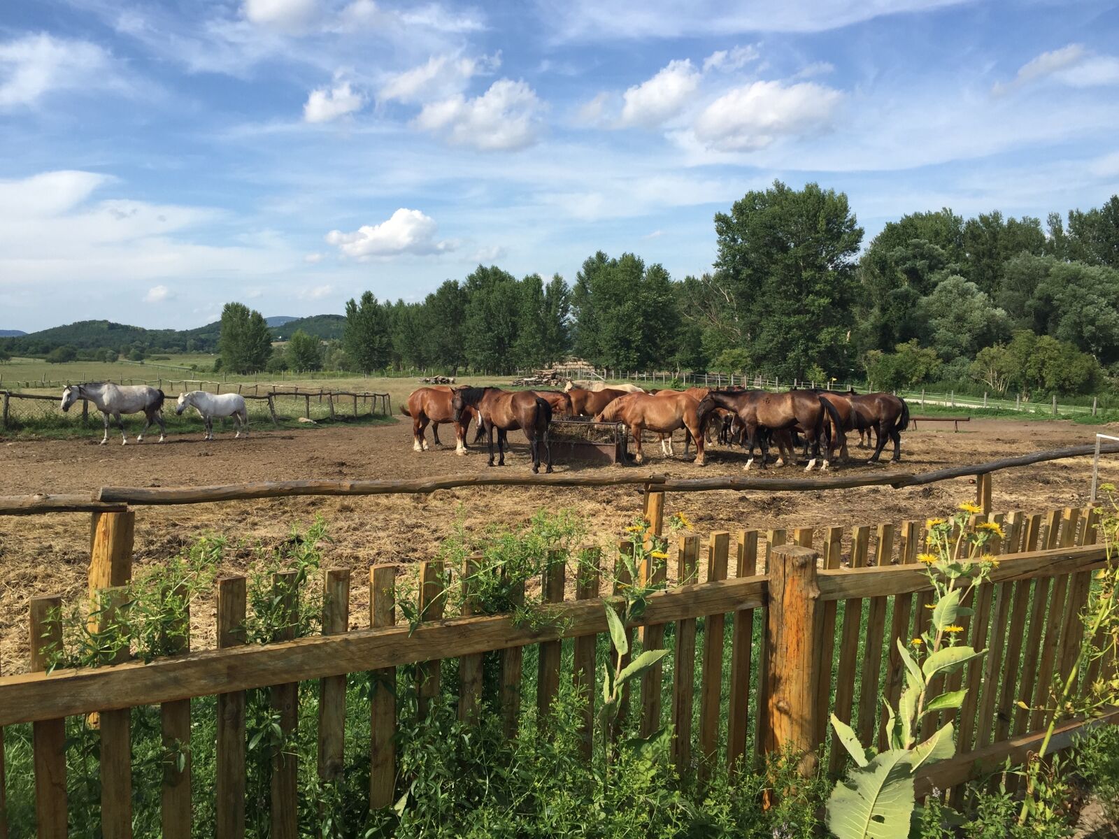 iPhone 6 Plus back camera 4.15mm f/2.2 sample photo. Horses, farm, salföld photography