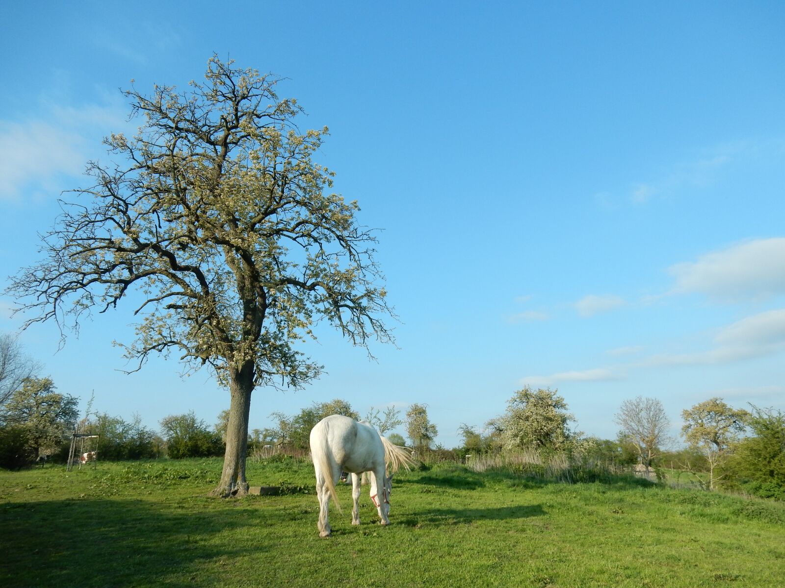 Nikon Coolpix S9700 sample photo. Horse, spring, blue sky photography