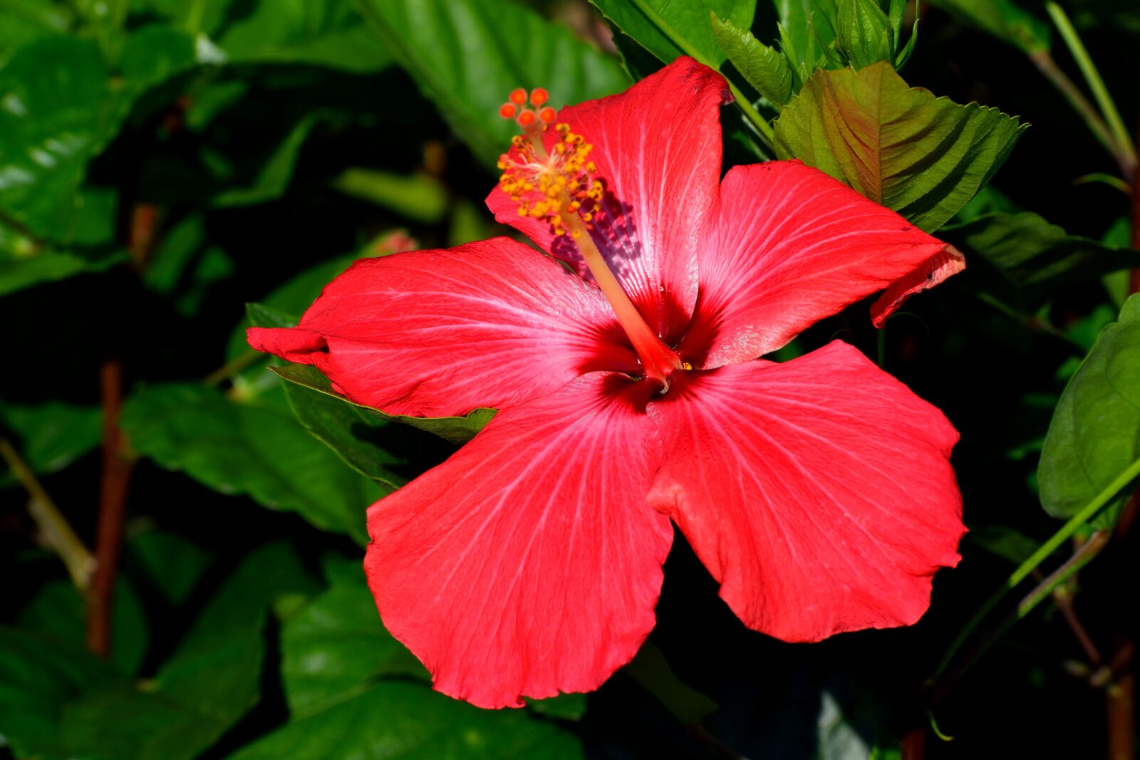 Nikon D3300 sample photo. Vibrant red, hibiscus flower photography