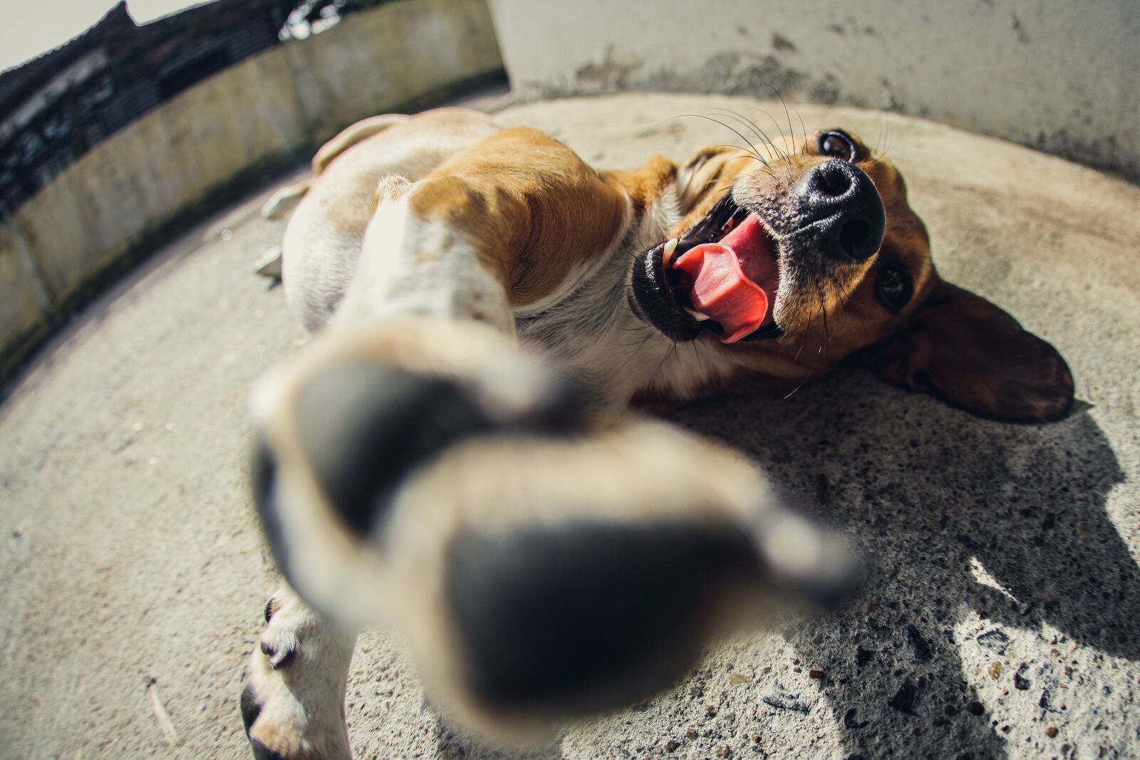 Canon EOS 700D (EOS Rebel T5i / EOS Kiss X7i) sample photo. Dog, language, paws photography