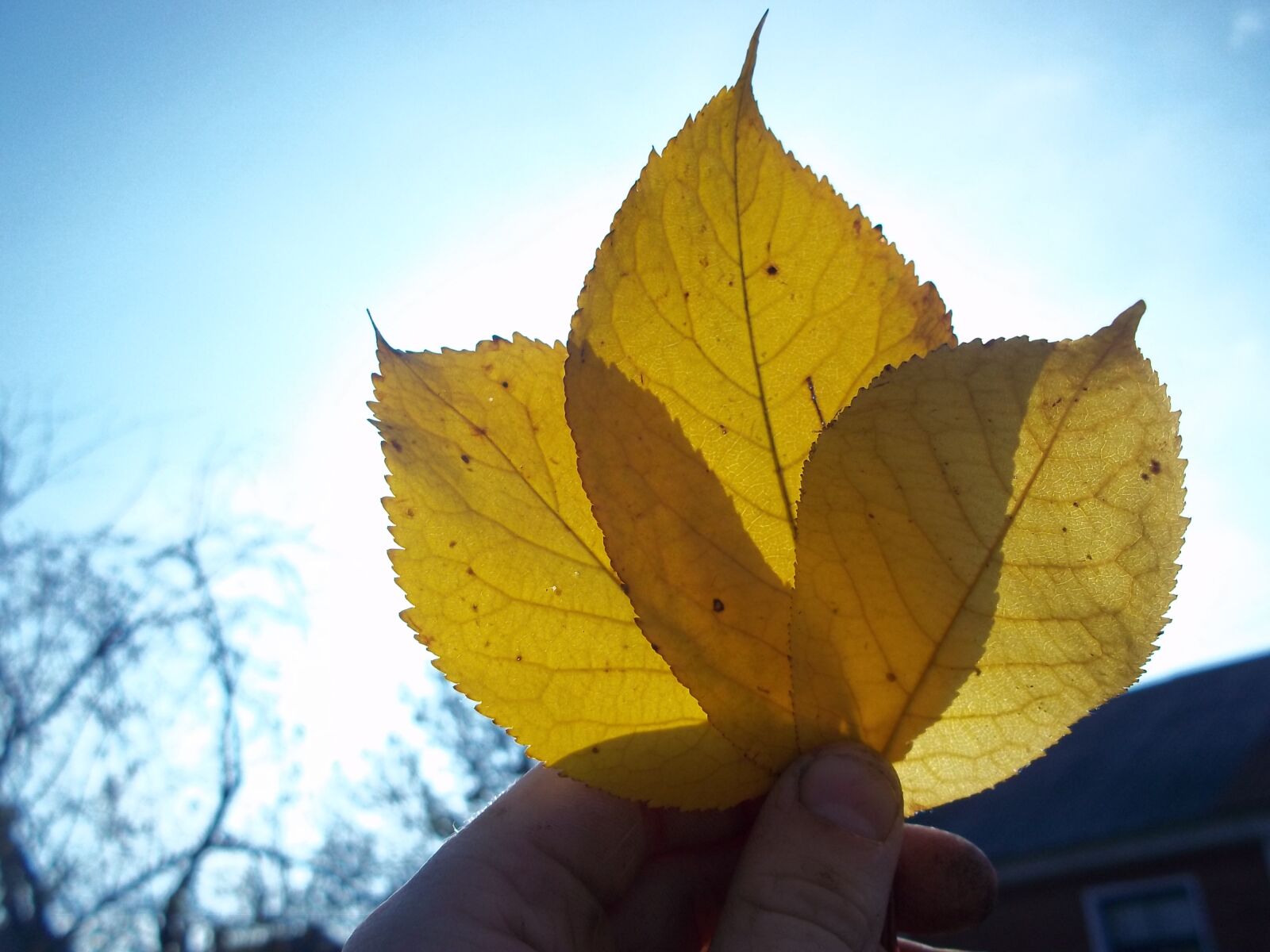 Kodak EASYSHARE M530 DIGITAL CAMERA sample photo. Sheet, autumn, oak leaf photography
