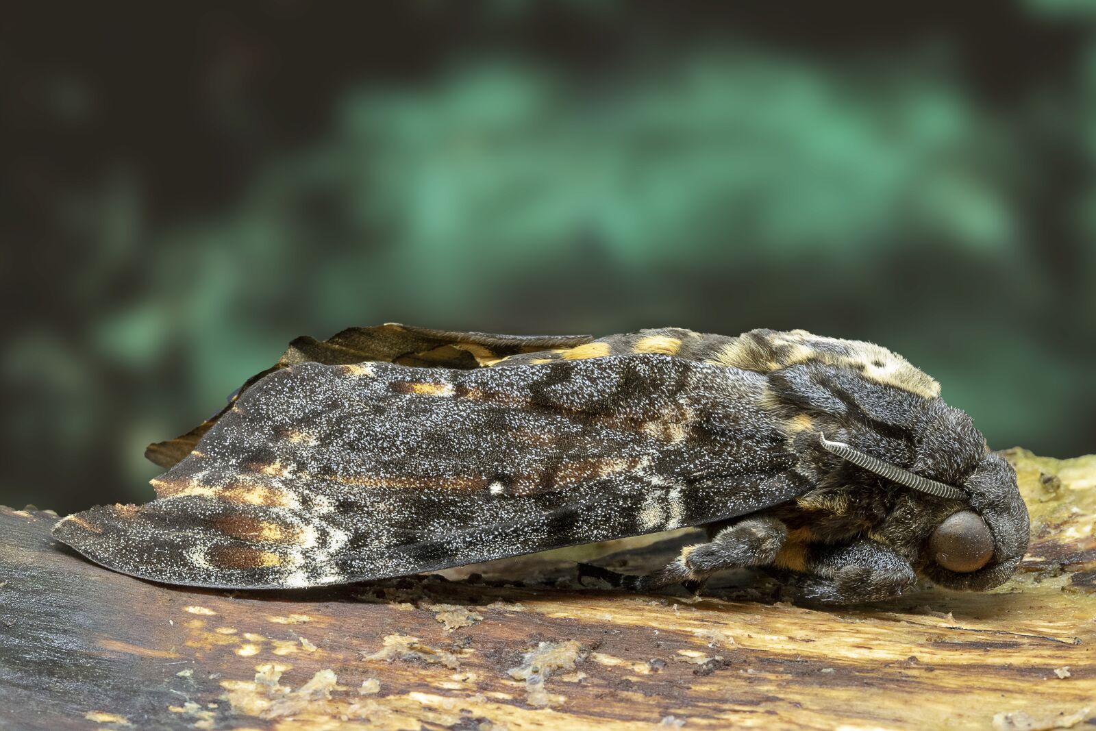 Canon EF 100mm F2.8L Macro IS USM sample photo. Moth, deaths head hawk-moth photography