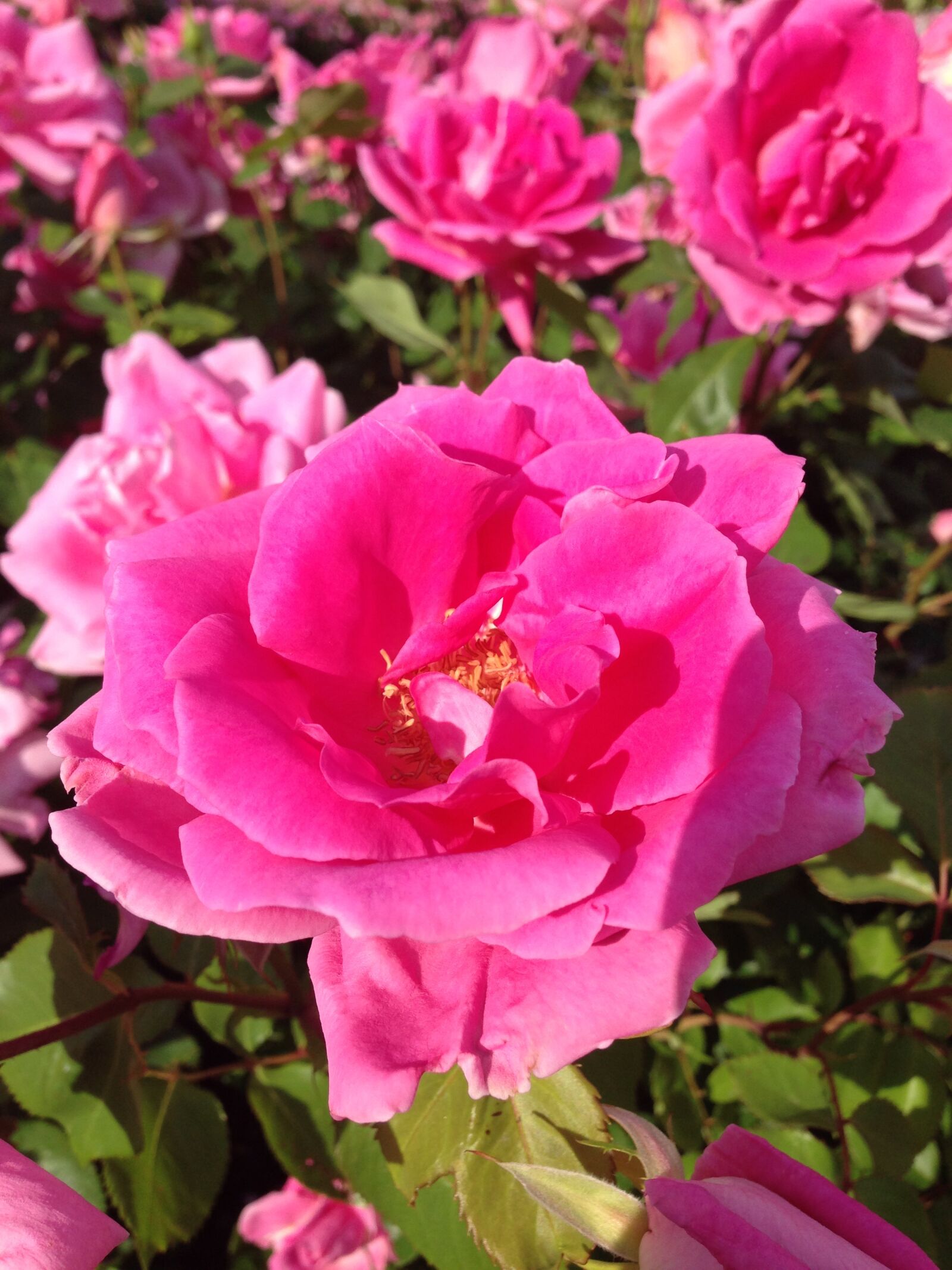 iPhone 5 back camera 4.12mm f/2.4 sample photo. Pink, rose, flower photography