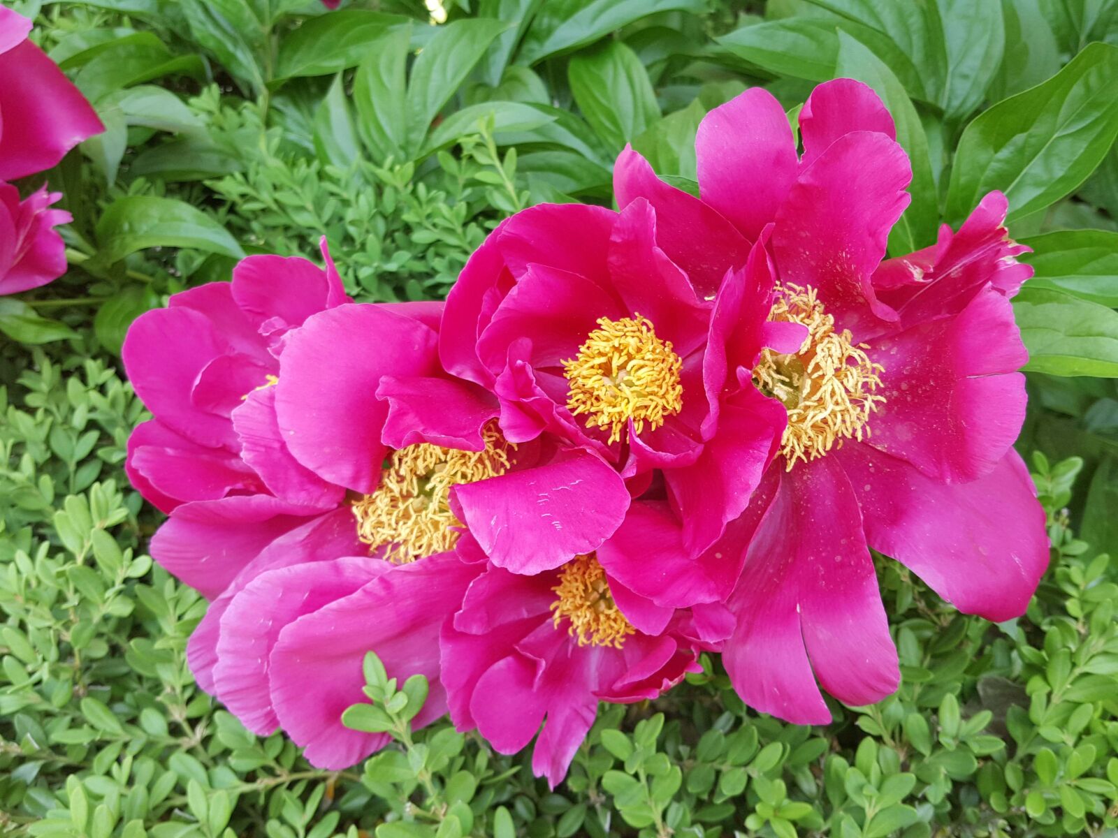 Samsung Galaxy Note5 sample photo. Peonies, world transport, red photography