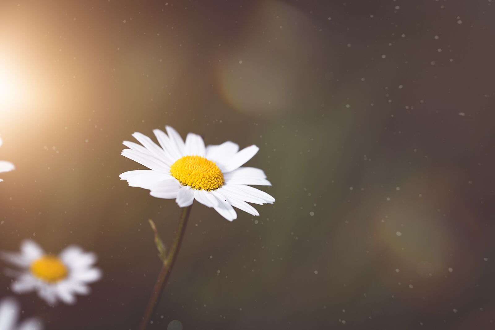 Nikon D750 sample photo. Marguerite, flower, blossom photography