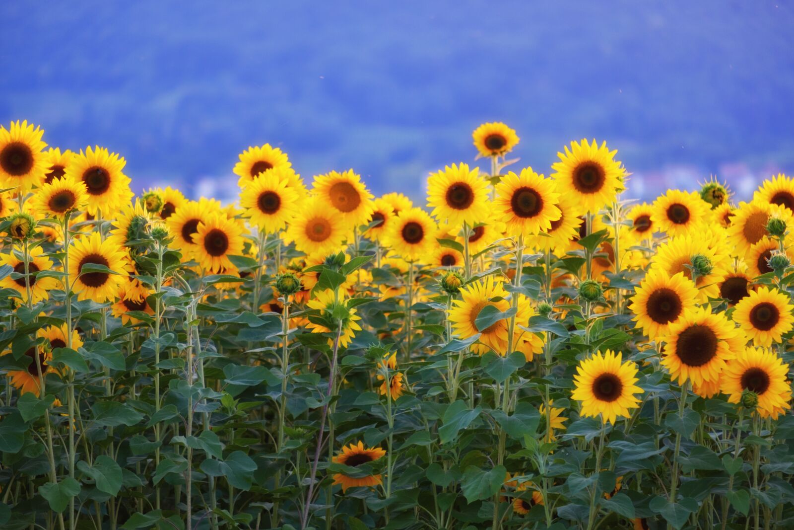 Fujifilm X-T2 + Fujifilm XF 55-200mm F3.5-4.8 R LM OIS sample photo. Sunflower, sunflower field, flowers photography