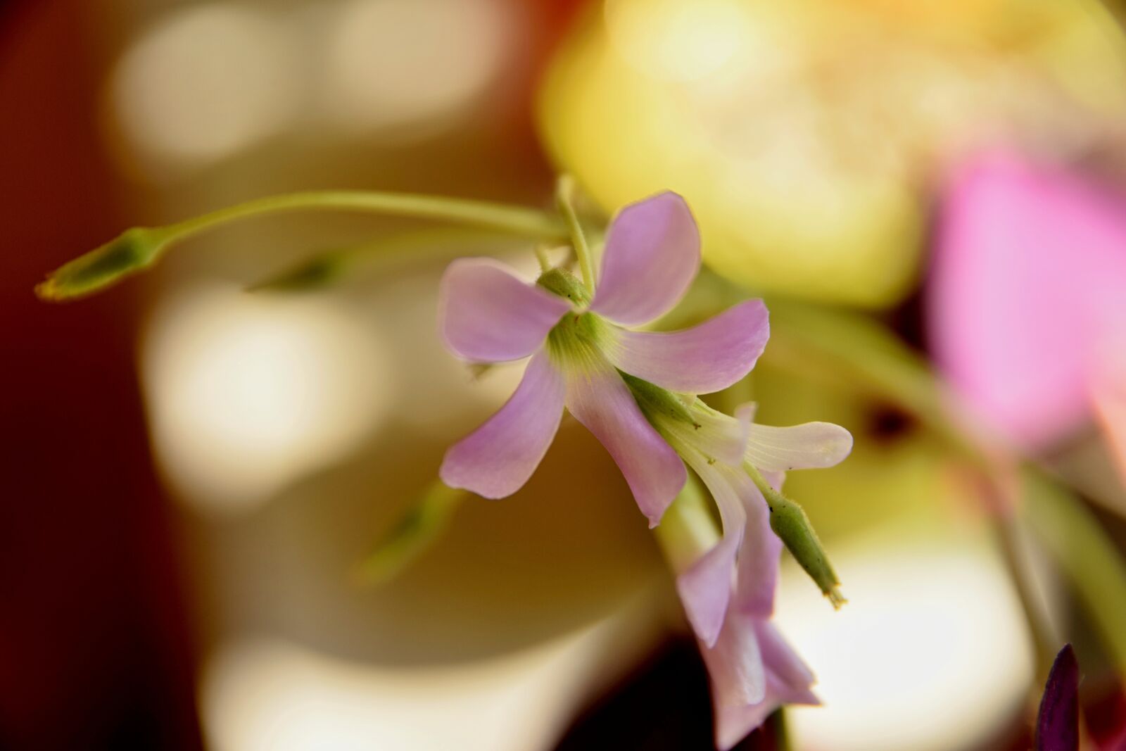 Nikon D5300 sample photo. Rozkvitnut little flower, flower photography