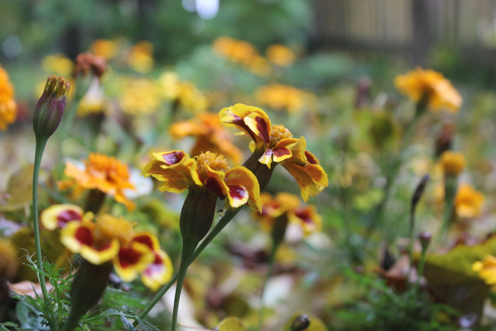 Canon EOS 600D (Rebel EOS T3i / EOS Kiss X5) sample photo. Flower, yellow, nature photography