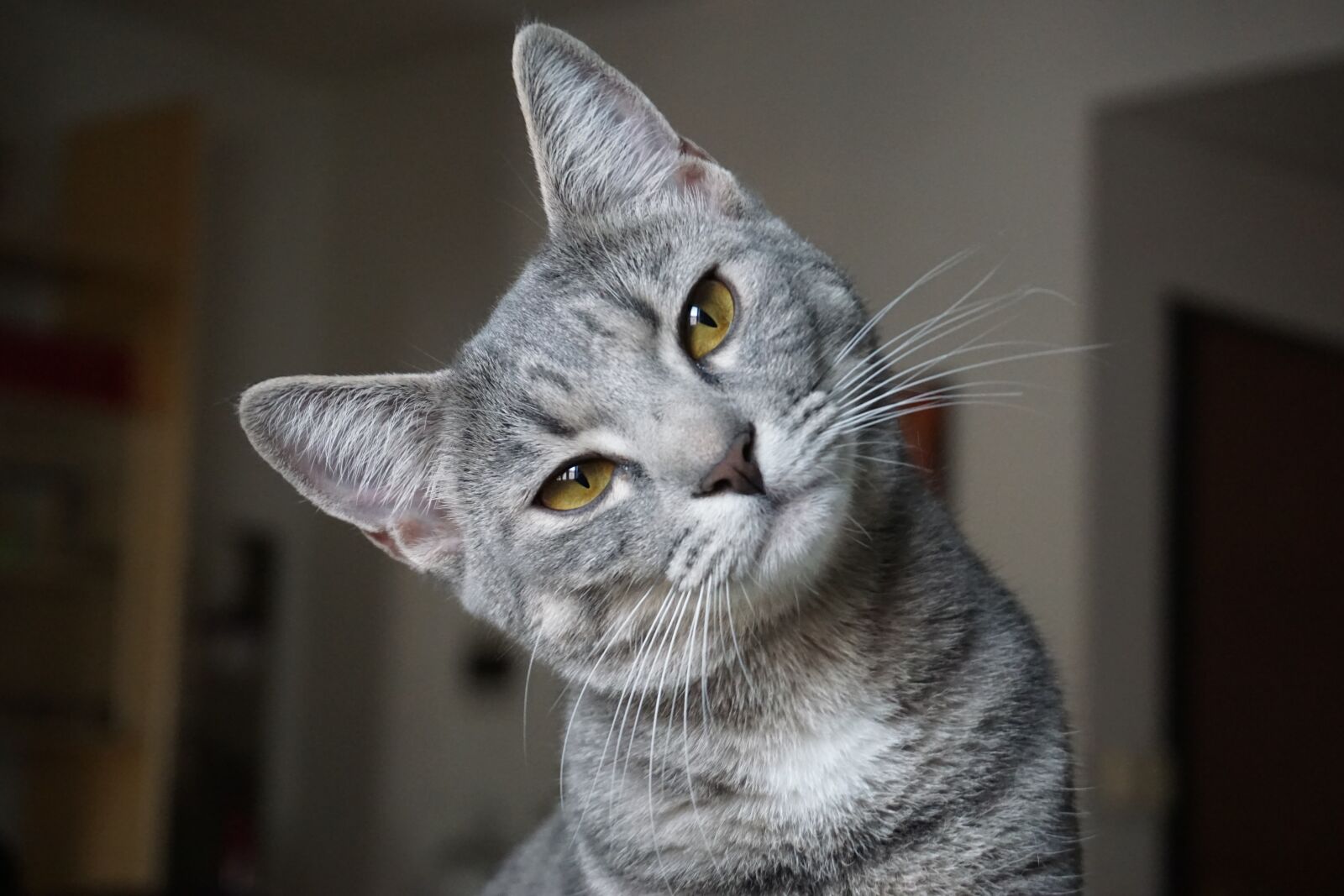 Sony E 16-50mm F3.5-5.6 PZ OSS sample photo. Animalia, cat, portrait photography