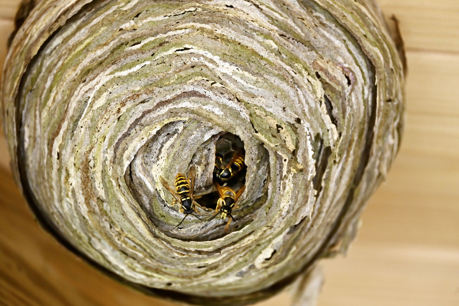 Nikon Nikkor Z DX 50-250mm F4.5-6.3 VR sample photo. The hive, wasp, insect photography