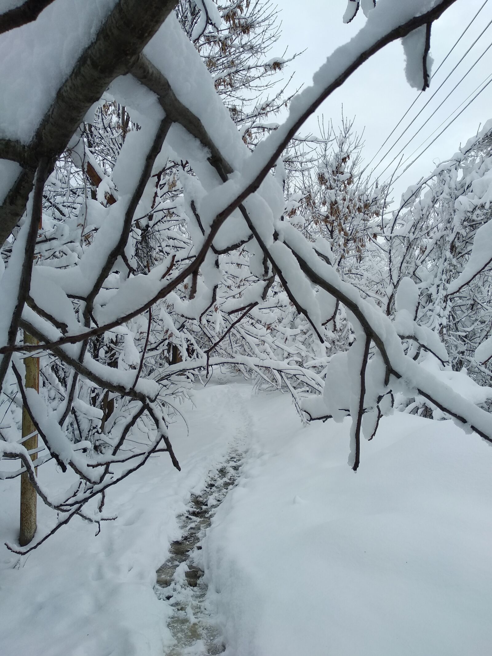 Xiaomi Mi A1 sample photo. зима, снег, дерево photography