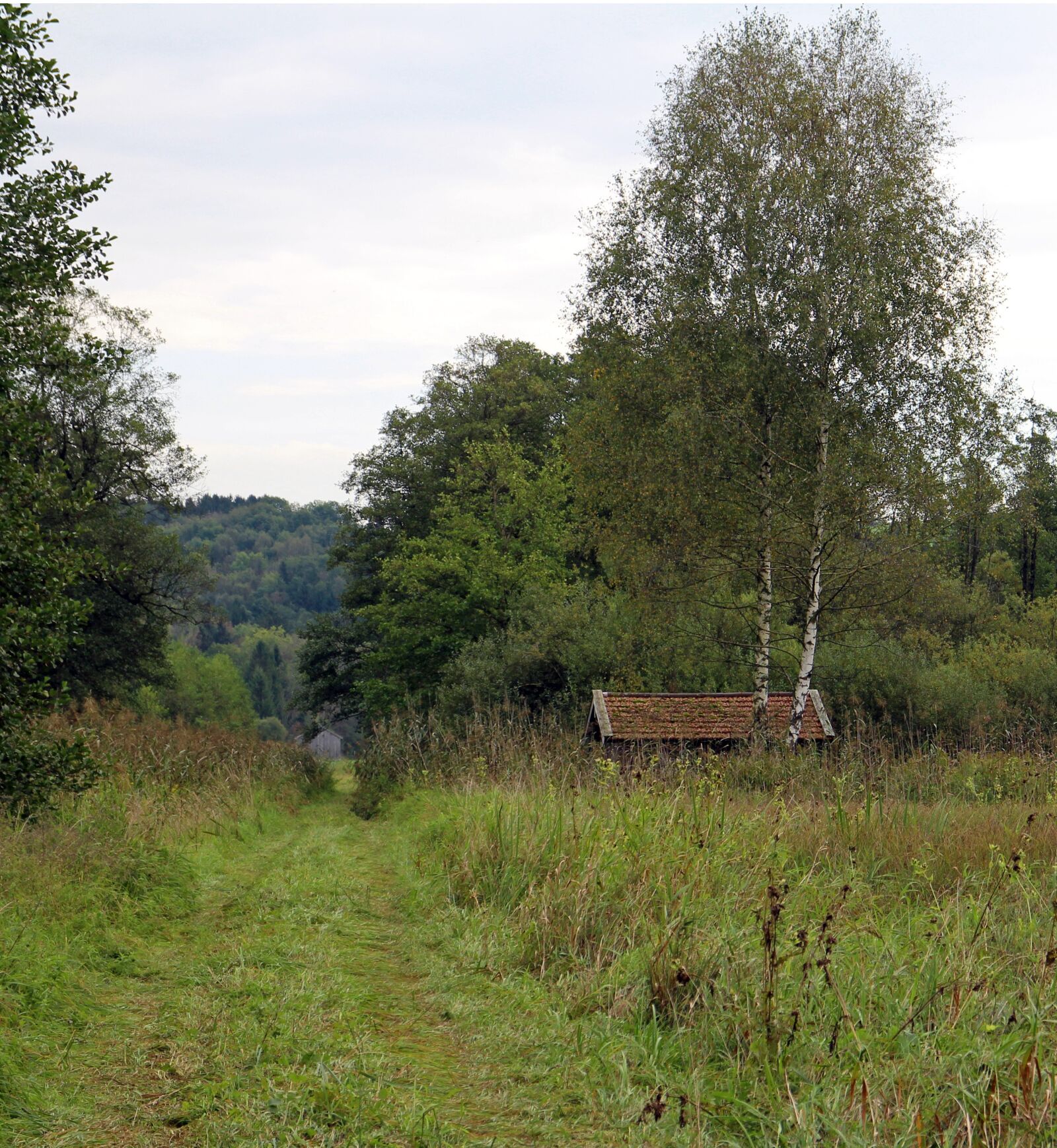 Canon EOS M sample photo. Landscape, nature, forest photography