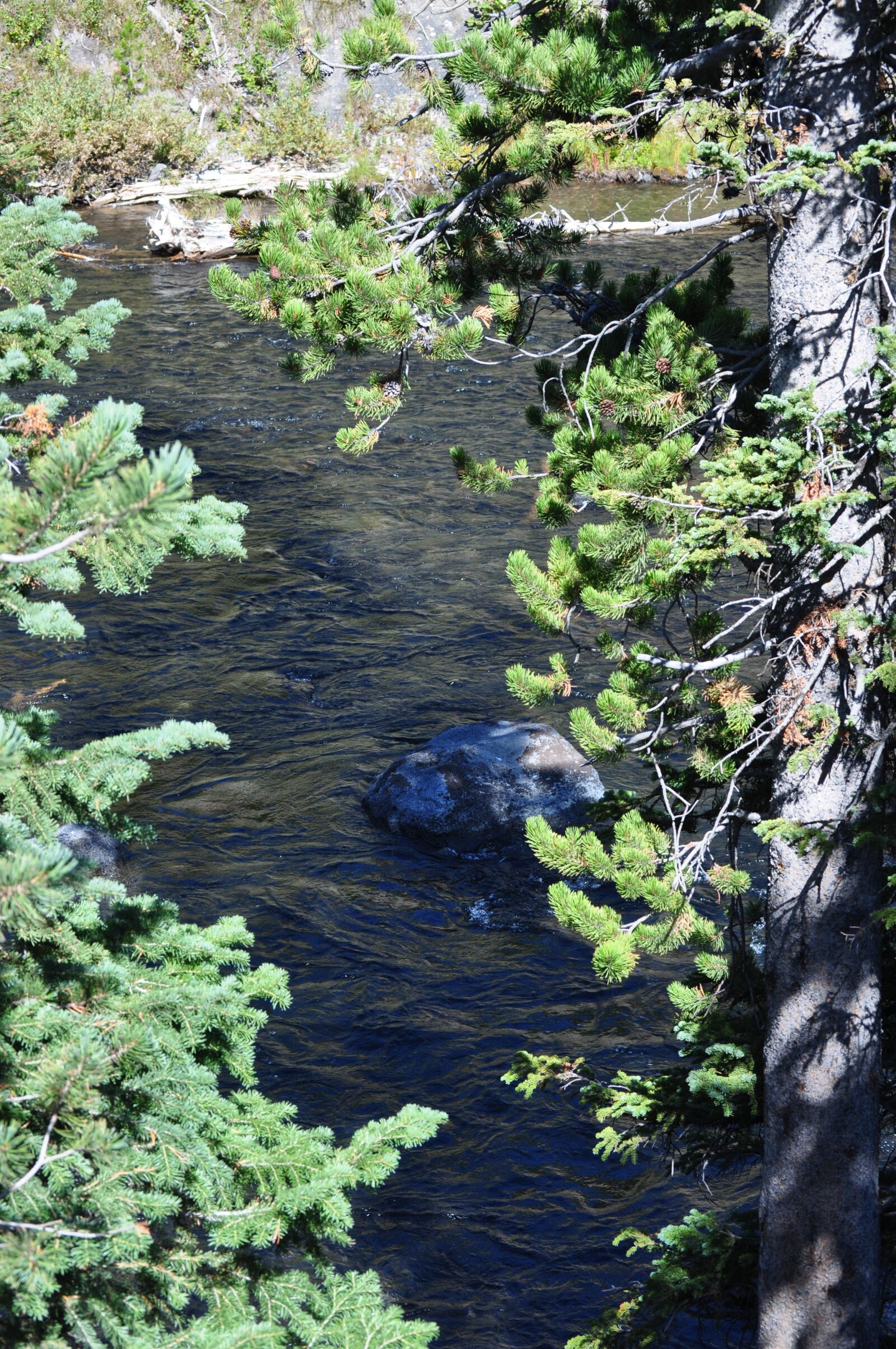 Nikon D5000 sample photo. Yellowstone, national, park photography