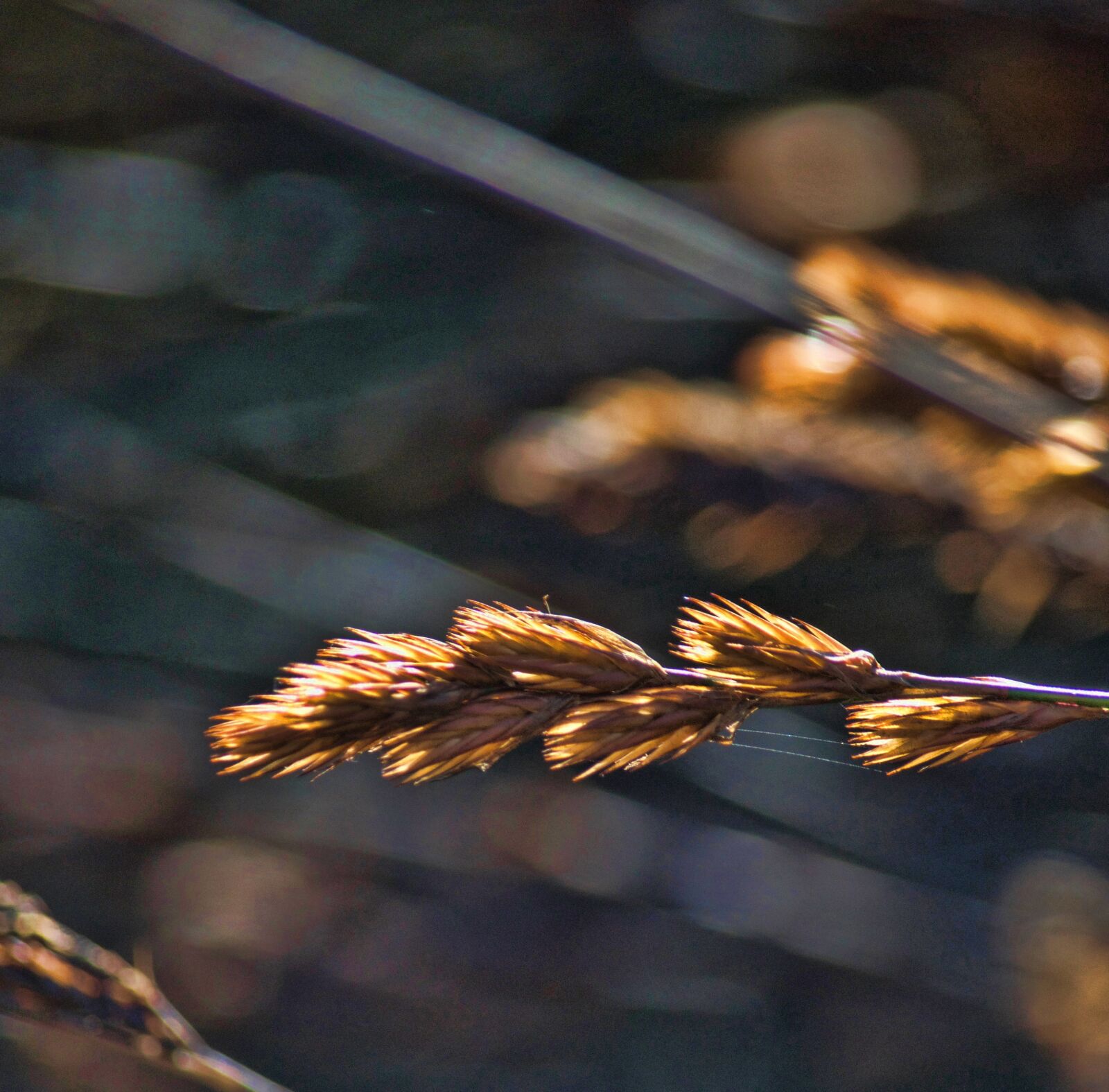 Nikon D5100 sample photo. Autumn, autumn, color, bokeh photography