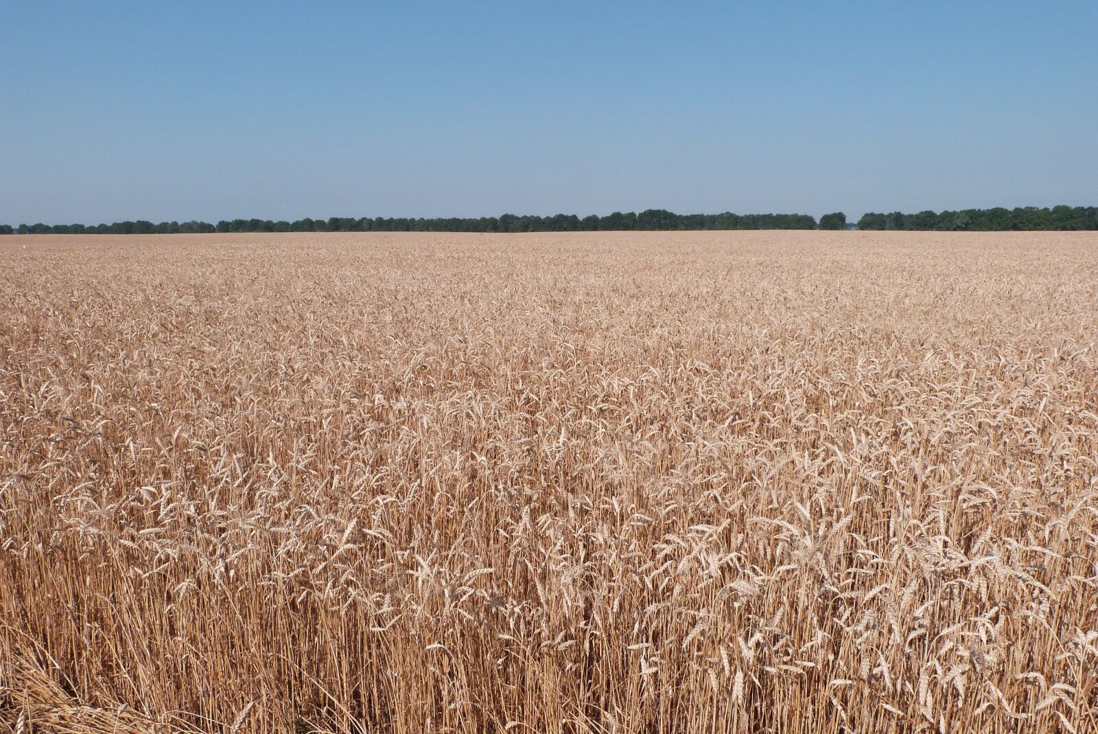 Panasonic Lumix DMC-FZ47 (Lumix DMC-FZ48) sample photo. Weat, wheat, field photography